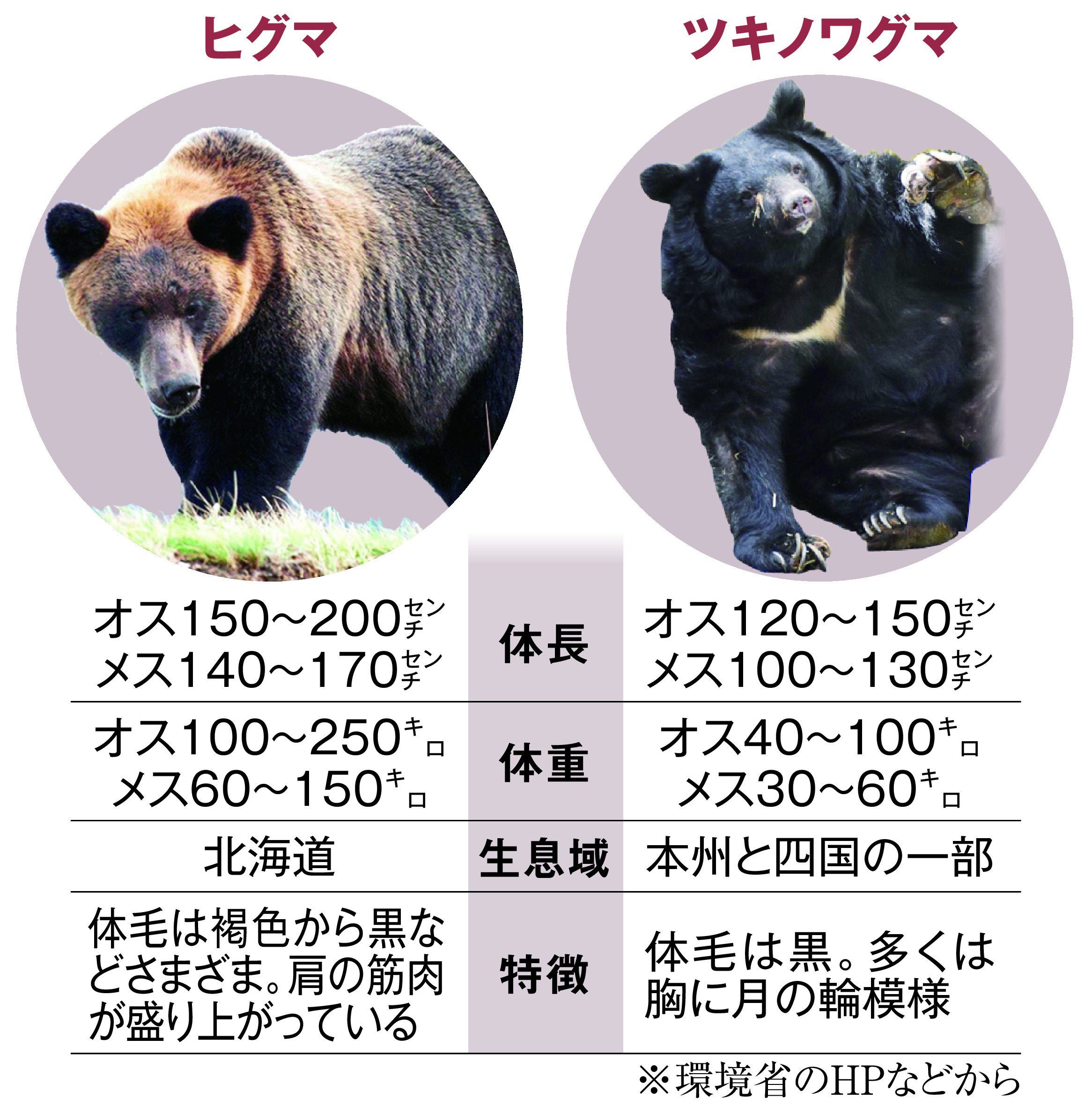 ③小、ヒグマの爪