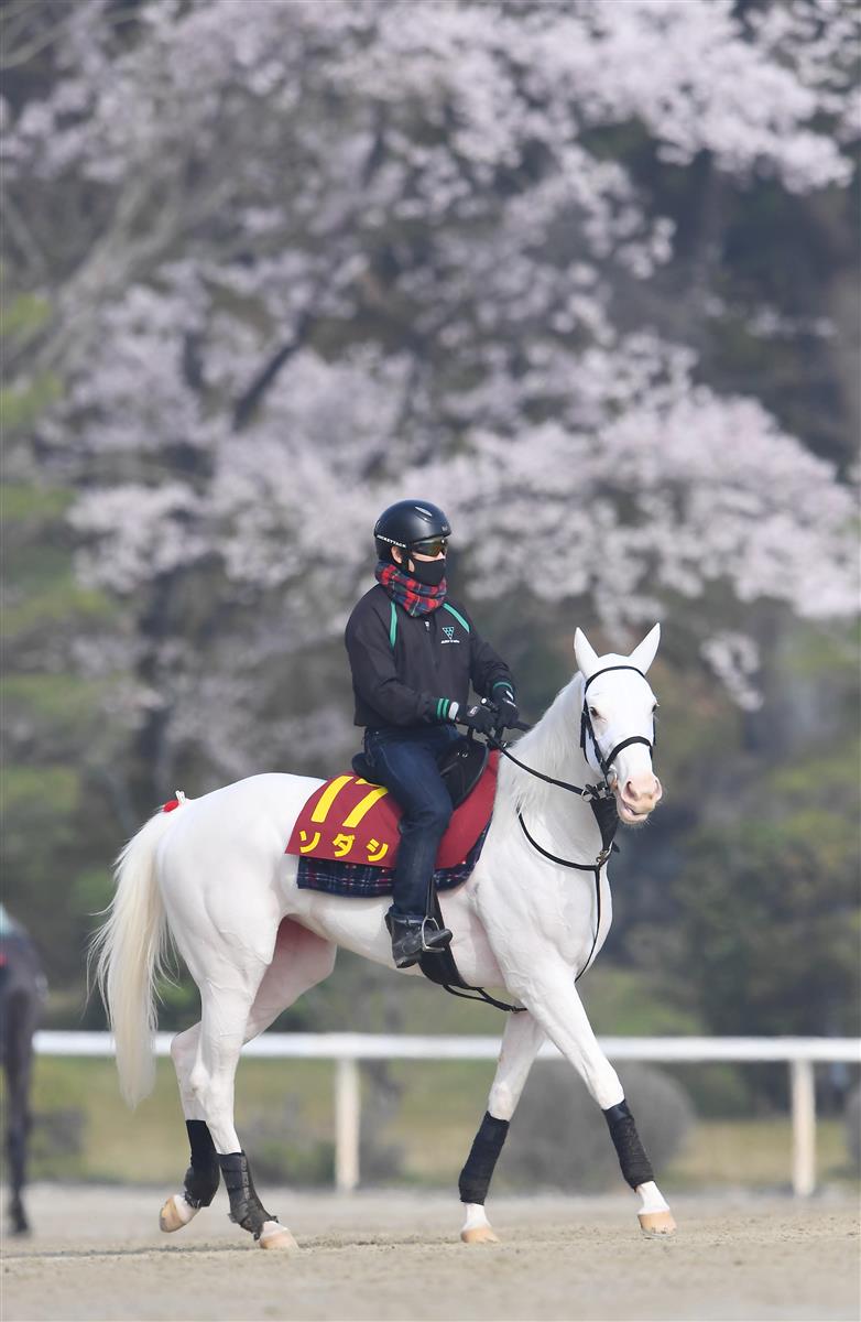 白毛馬初のクラシック制覇なるか！？ネットも熱視線「桜花賞はソダシ本命」 - イザ！