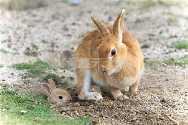 写真集チラ見せ なんともカワイイうさぎがいっぱい 癒やされ 悶絶する写真集 うさぎ島 1 2ページ 産経ニュース