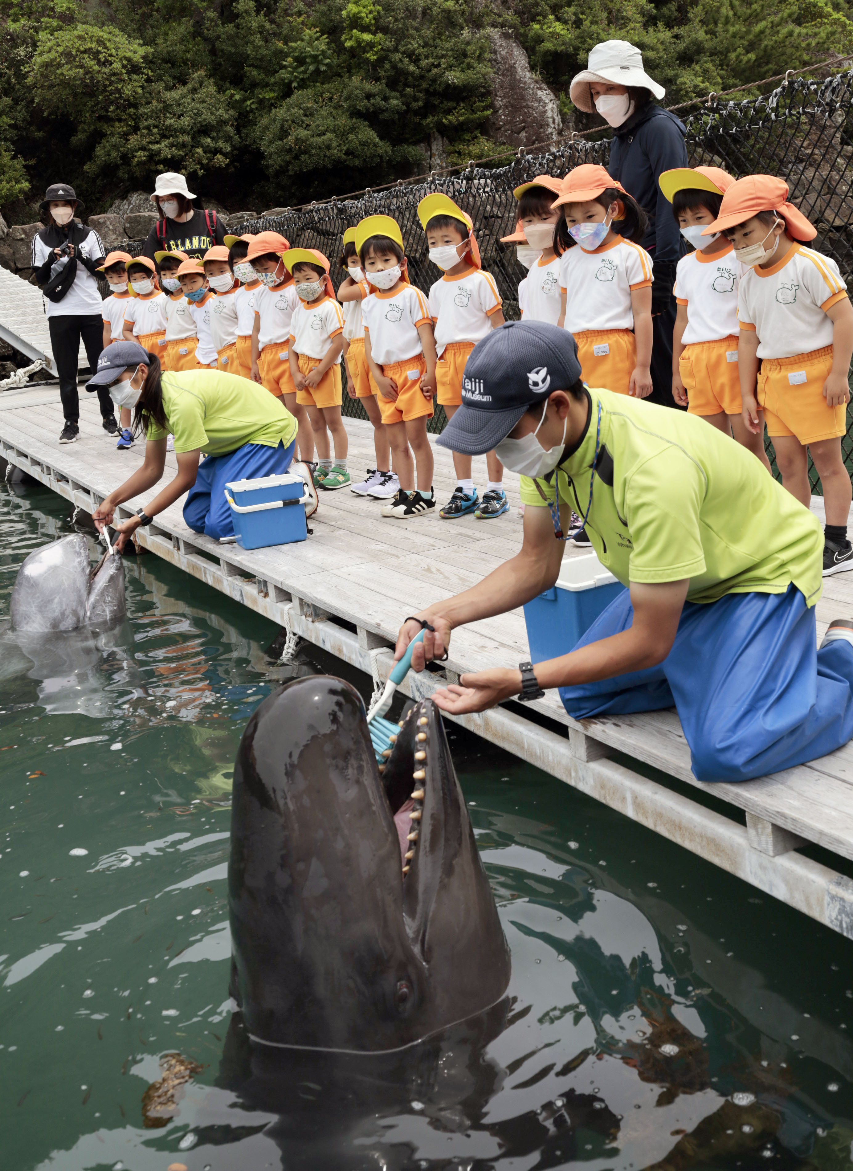 クジラの歯　鯨歯　96g 鯨歯 マッコウクジラの歯 - メルカリ