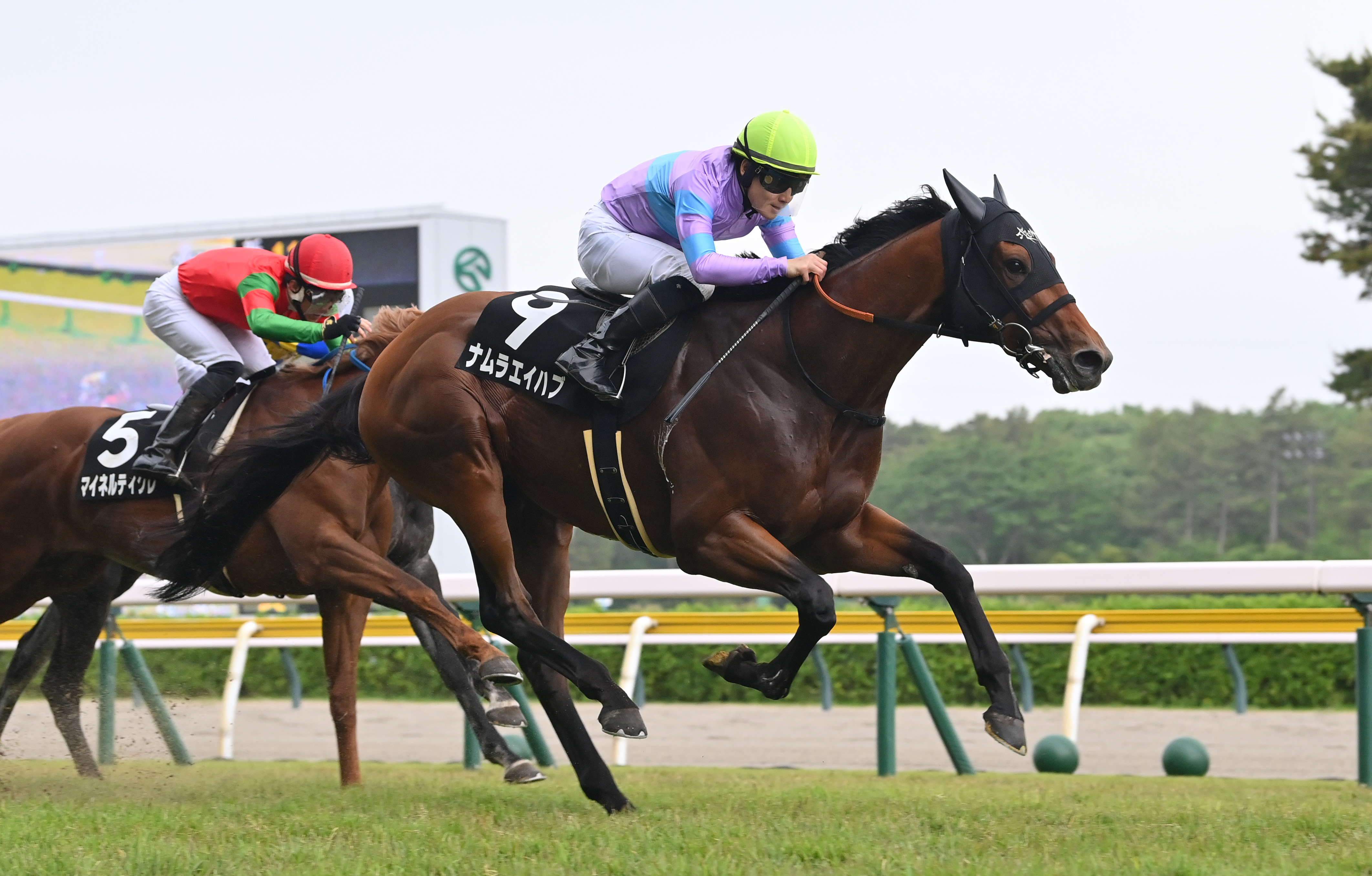 弥彦S】ナムラエイハブが2番手から抜け出す 吉田隼人騎手「この舞台は