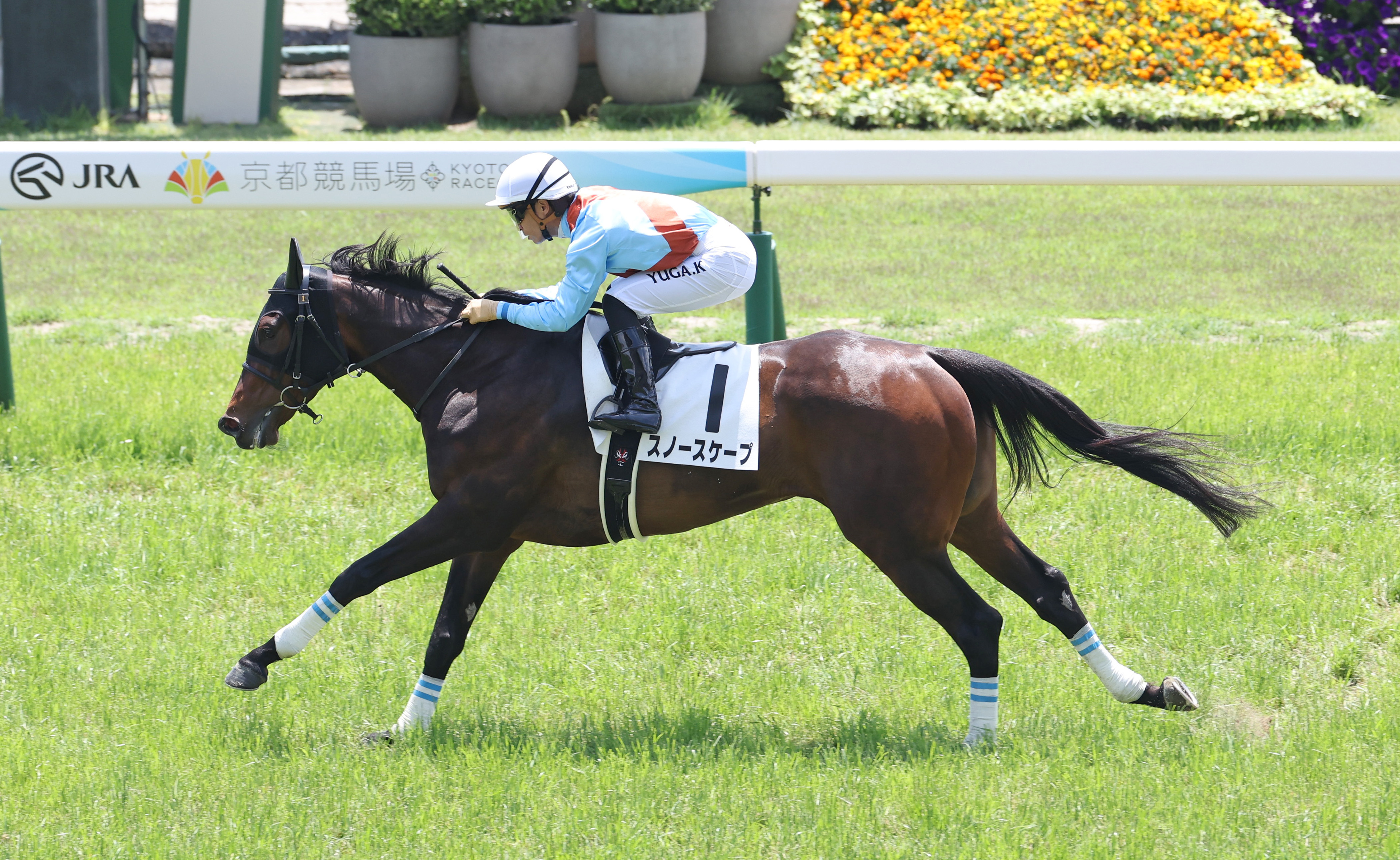 京都4R】クールモアスタッドのスーザン・マグニア氏所有馬がJRA初勝利