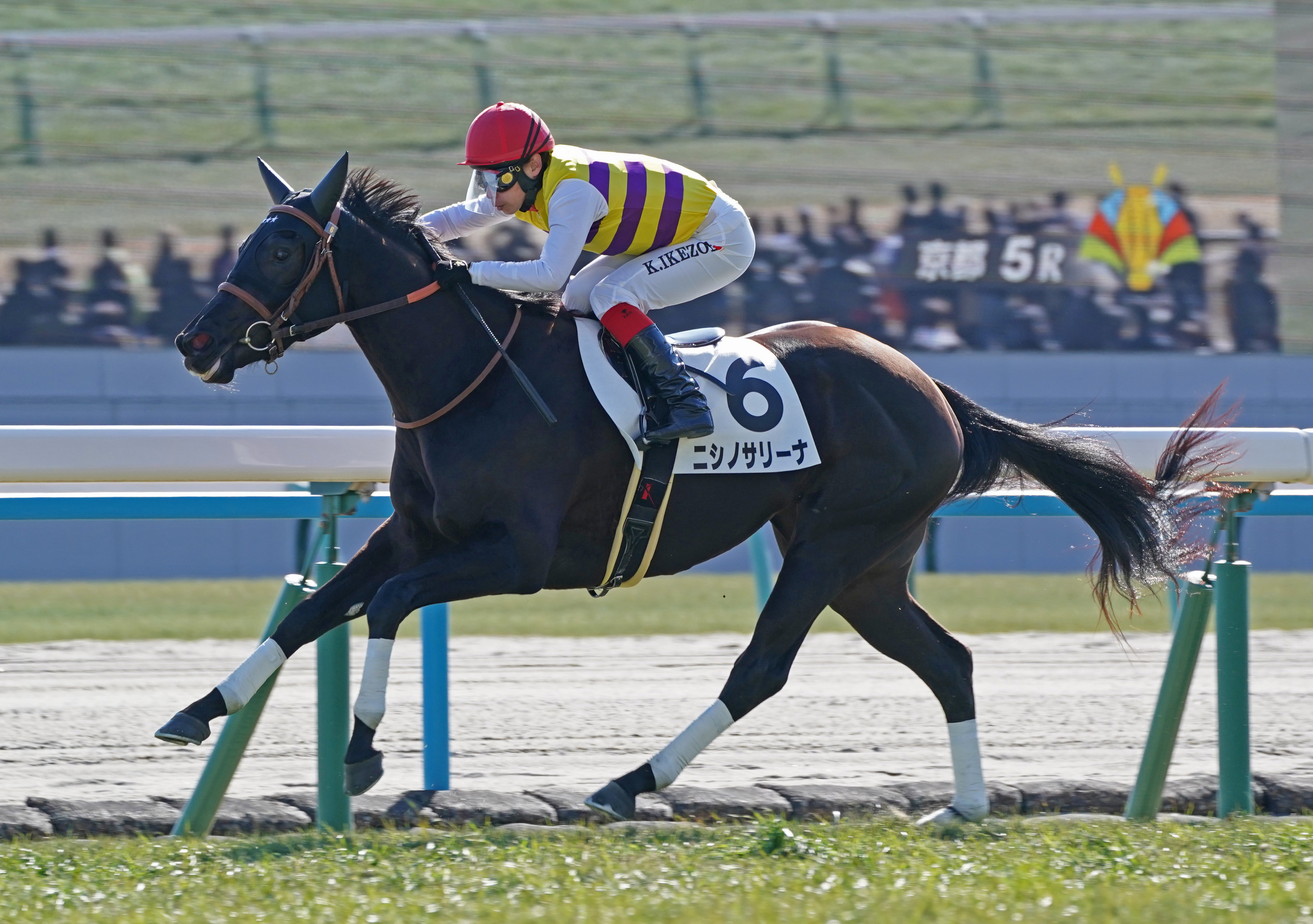 POG調査隊】新馬戦快勝のニシノサリーナ 2月14日のクイーンCで重賞挑戦