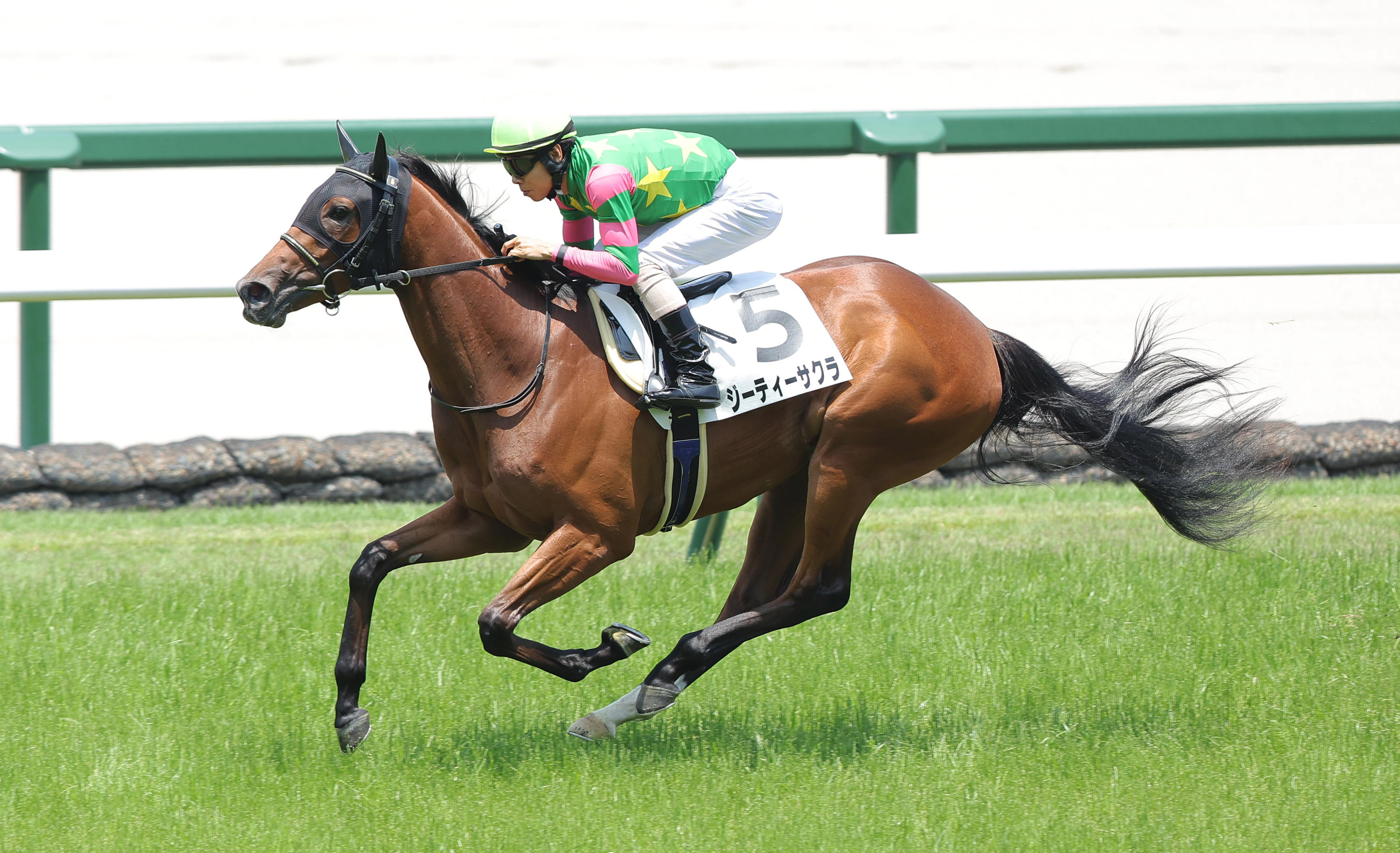 若駒ピカイチ】ジーティーサクラは優秀な上がり3ハロンを計測 北村友