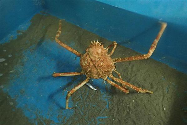 稀少レア四国太平洋沖深海生物タカアシガニふんどし腹リアル凹凸標本置物コレクション 稀少レア四国太平洋沖深海生物タカアシガニふんどし腹リアル凹凸