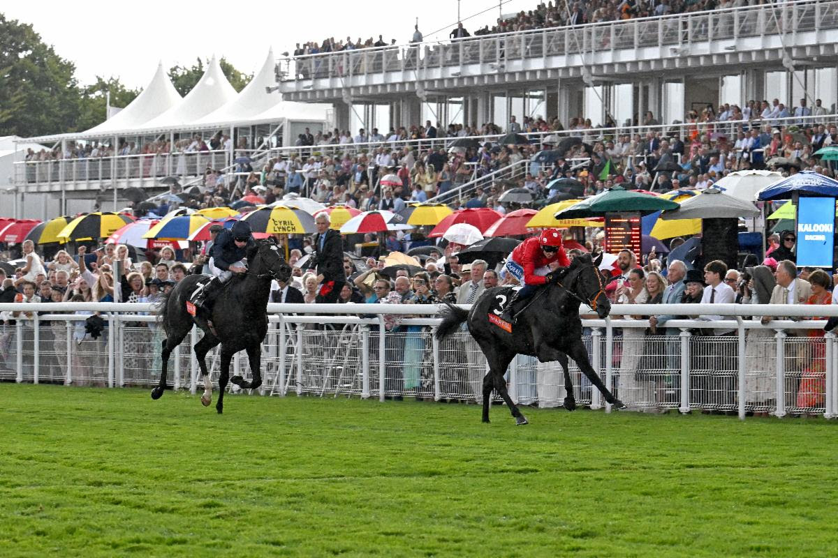 競馬 カード アルバム 大量 まとめて 中央 地方 名馬 伝説 Amazon.co.jp: 2024年度版 中央競馬 重賞競走データBOOK (にちぶんMOOK