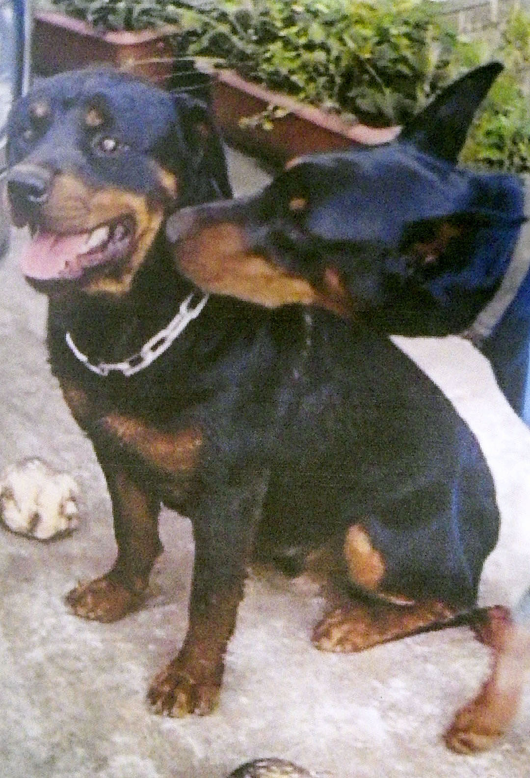 ドーベルマンなど大型犬3匹が逃げる 千葉・四街道の自動車解体施設