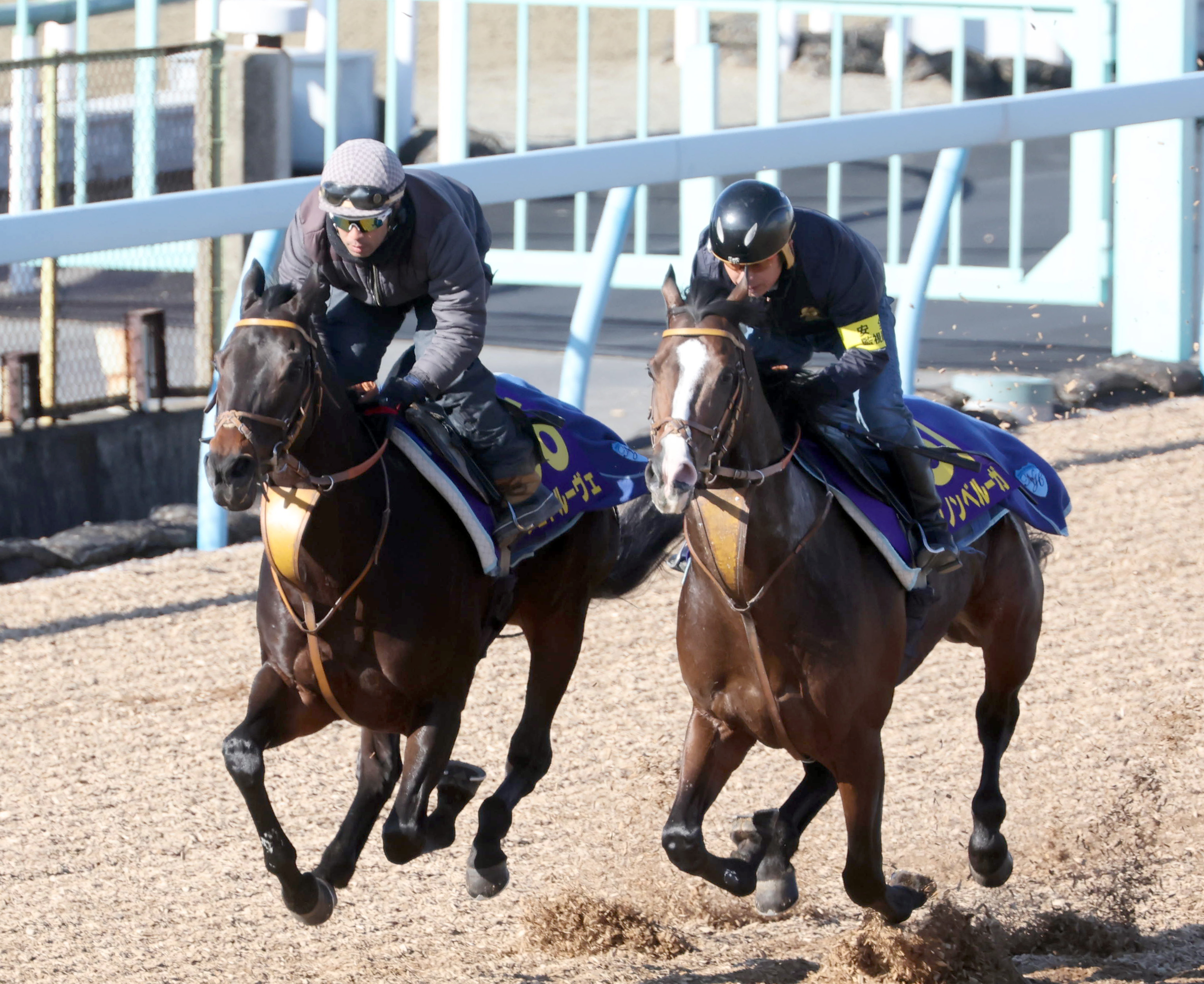 有馬記念 1週前追い切り】ダノンベルーガとシュトルーヴェの堀厩舎2頭で併せ馬 - サンスポZBAT!