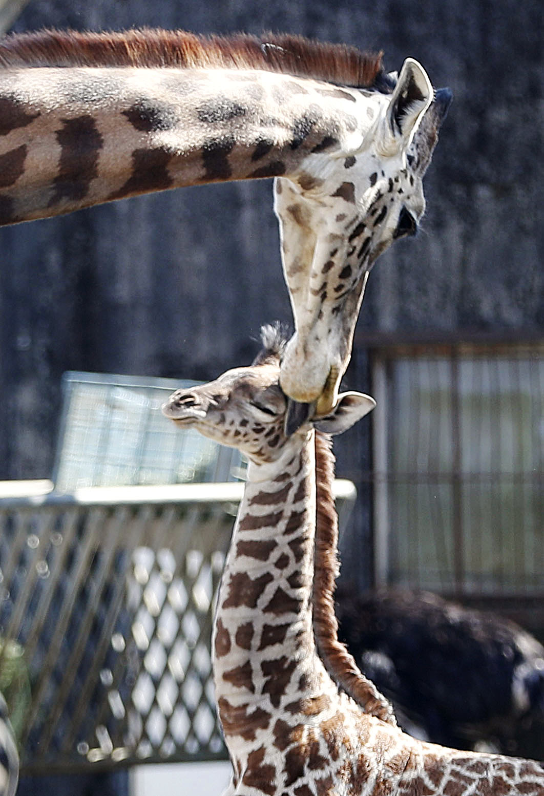 猛暑で苦しいキリン 180 キリンが近すぎて恐怖を感じる動物エーン【宇都宮動物園】A
