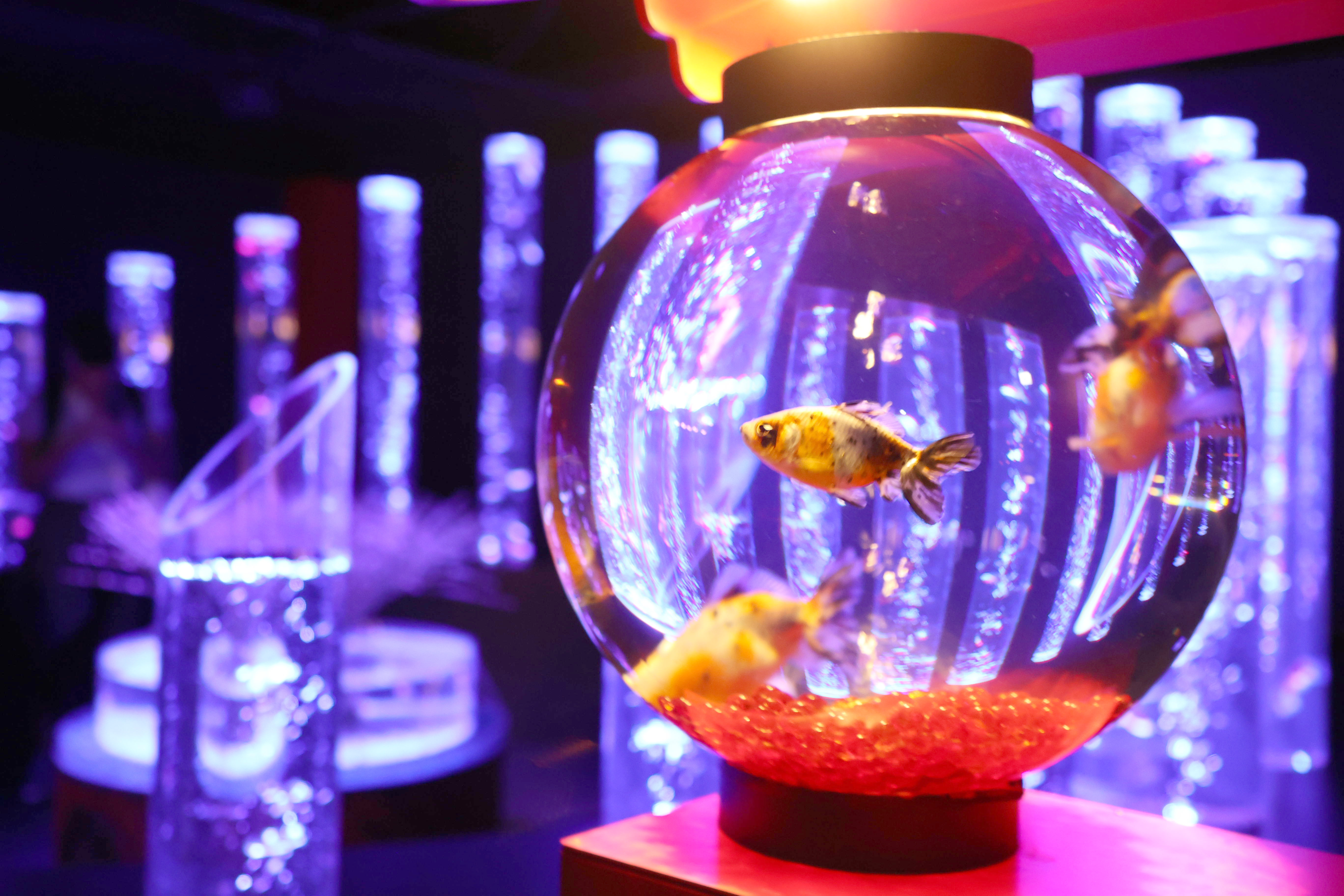 花と金魚がおりなす艶空間 アートアクアリウム美術館GINZA
