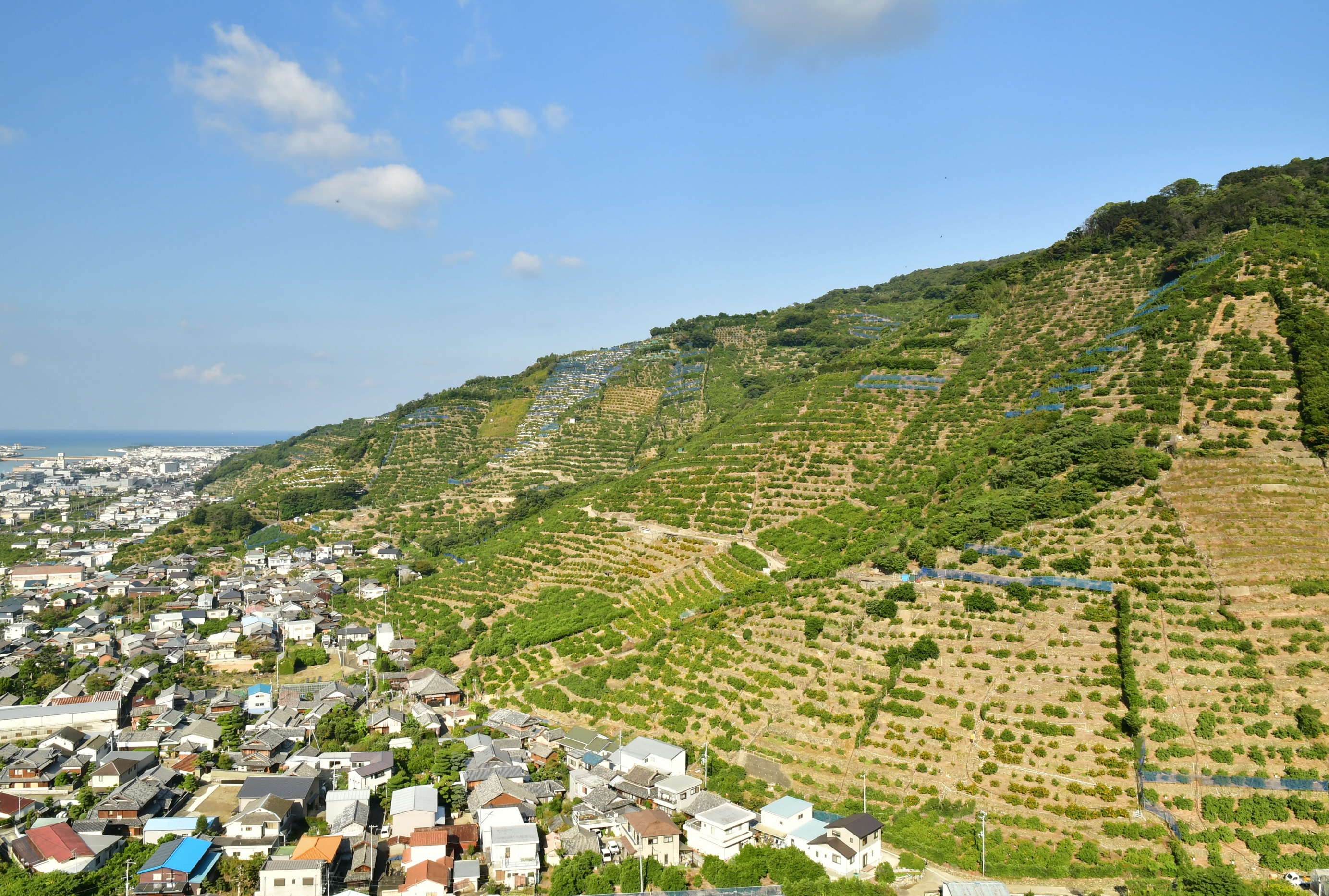 世界農業遺産認定を記念 和歌山県などが3月にシンポジウム、参加者700