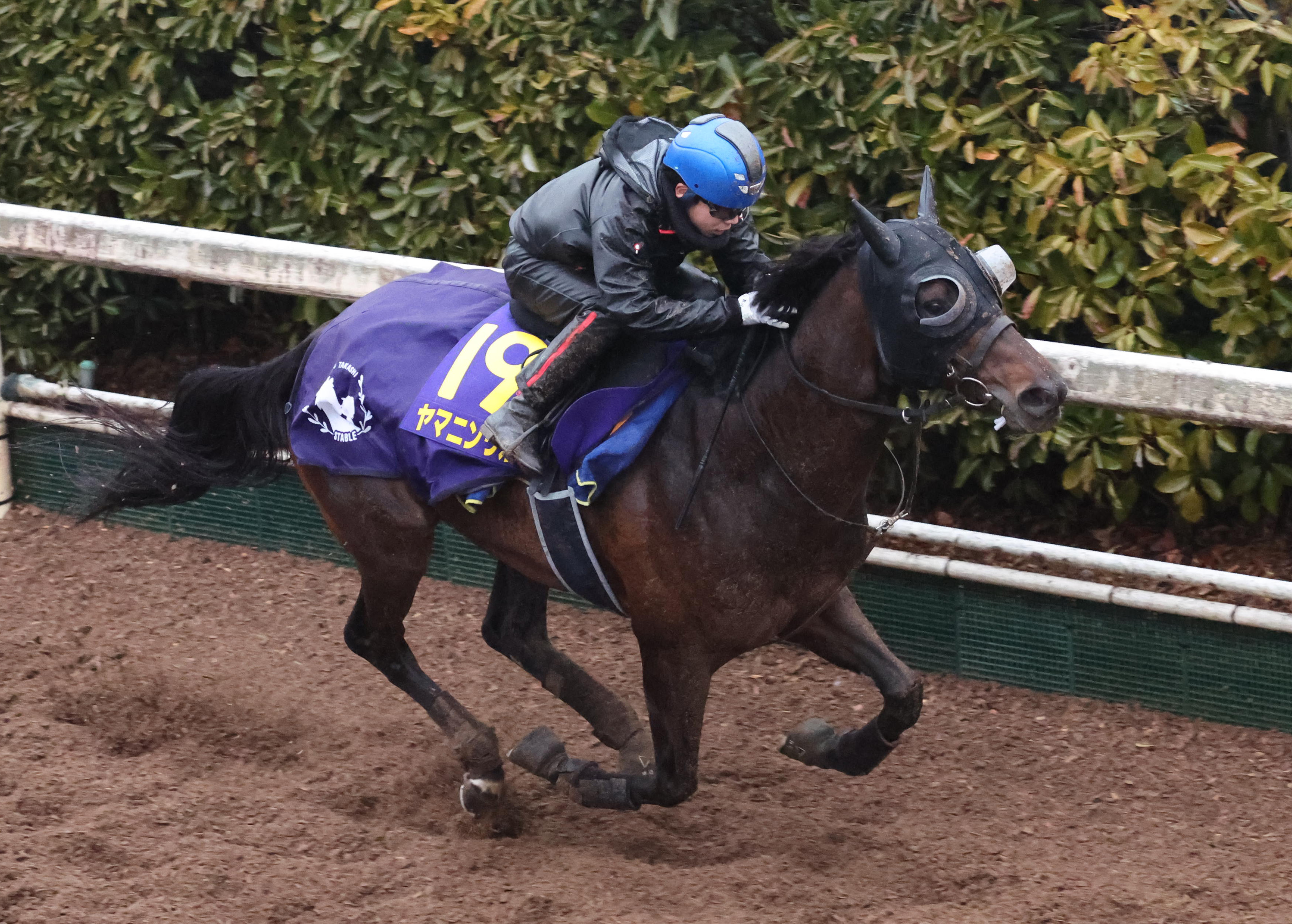 フェブラリーS 1週前追い切り】ヤマニンウルス1馬身半先着 斉藤崇師は