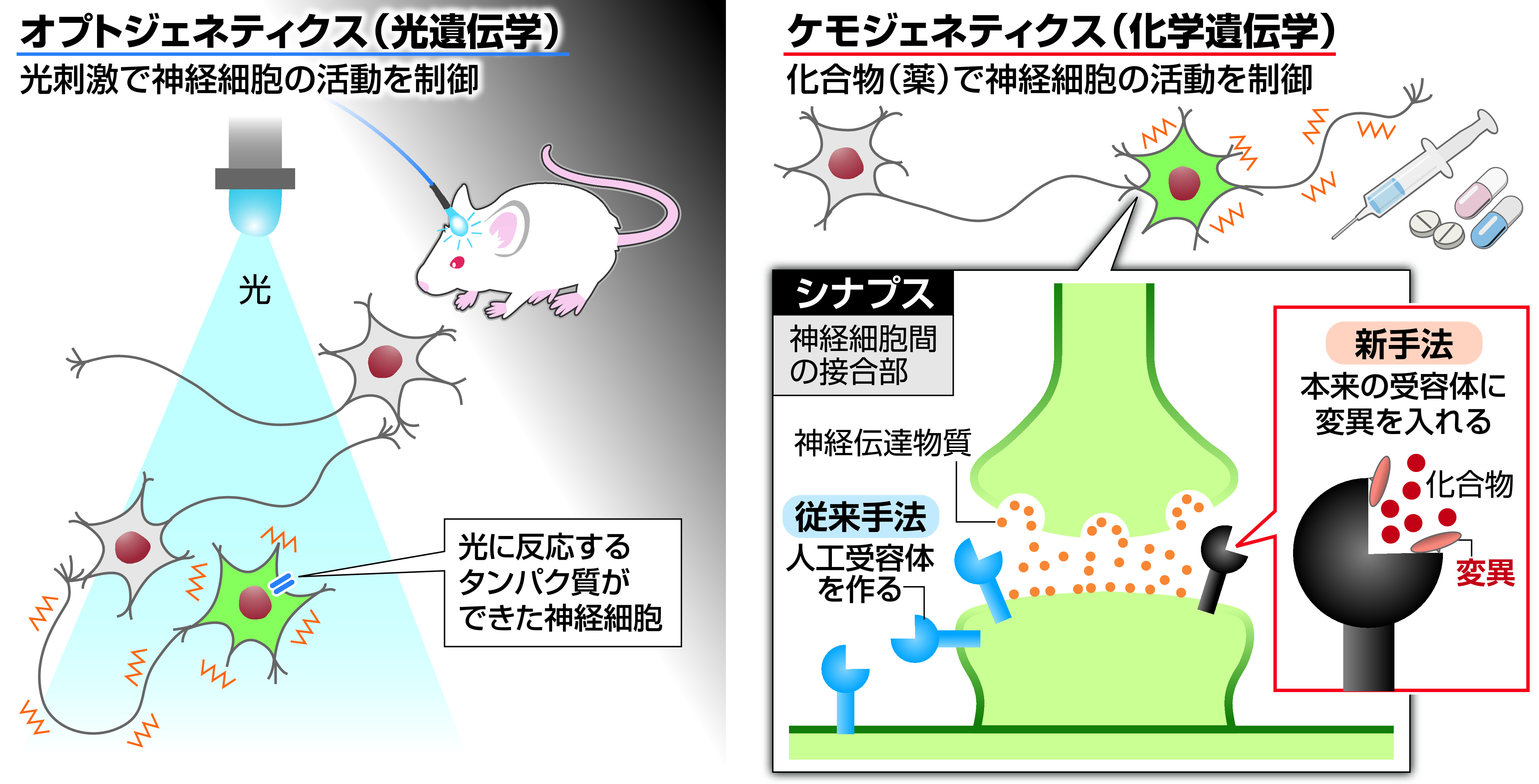 神経細胞