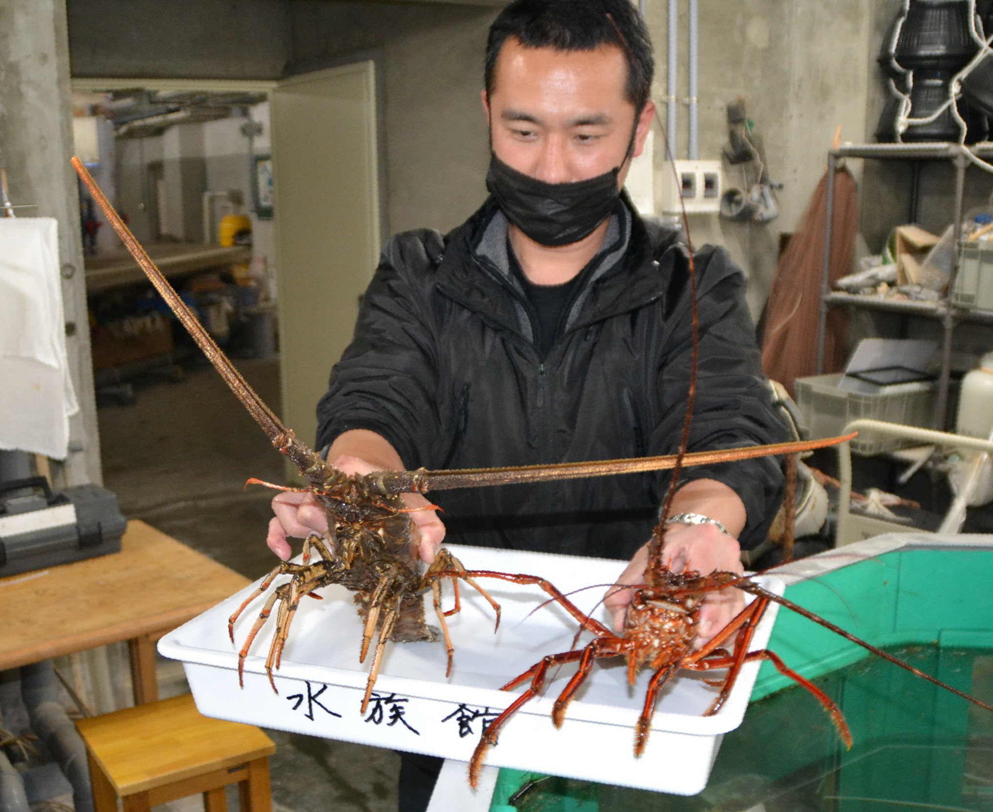 和歌山・白浜の水族館で珍しいハコエビ展示 - 産経ニュース