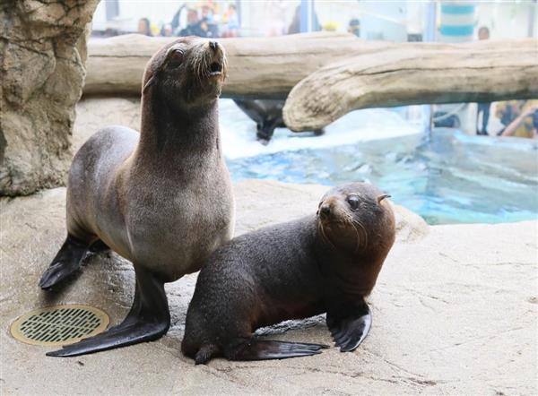 京都水族館のオットセイ赤ちゃん、名前は「ぎおん」に 展示プール