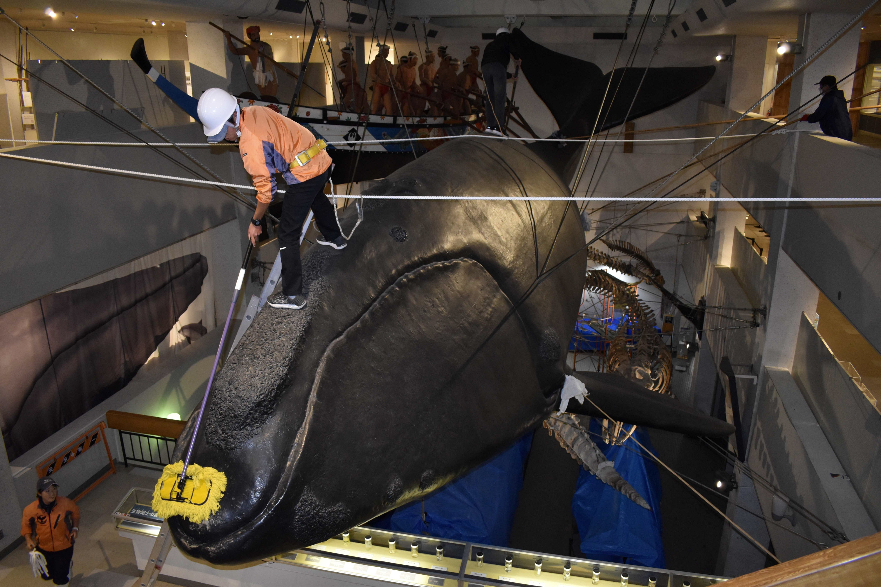 くじら日記 クジラ模型のほこり落としは緊張の作業、古式捕鯨に思いは