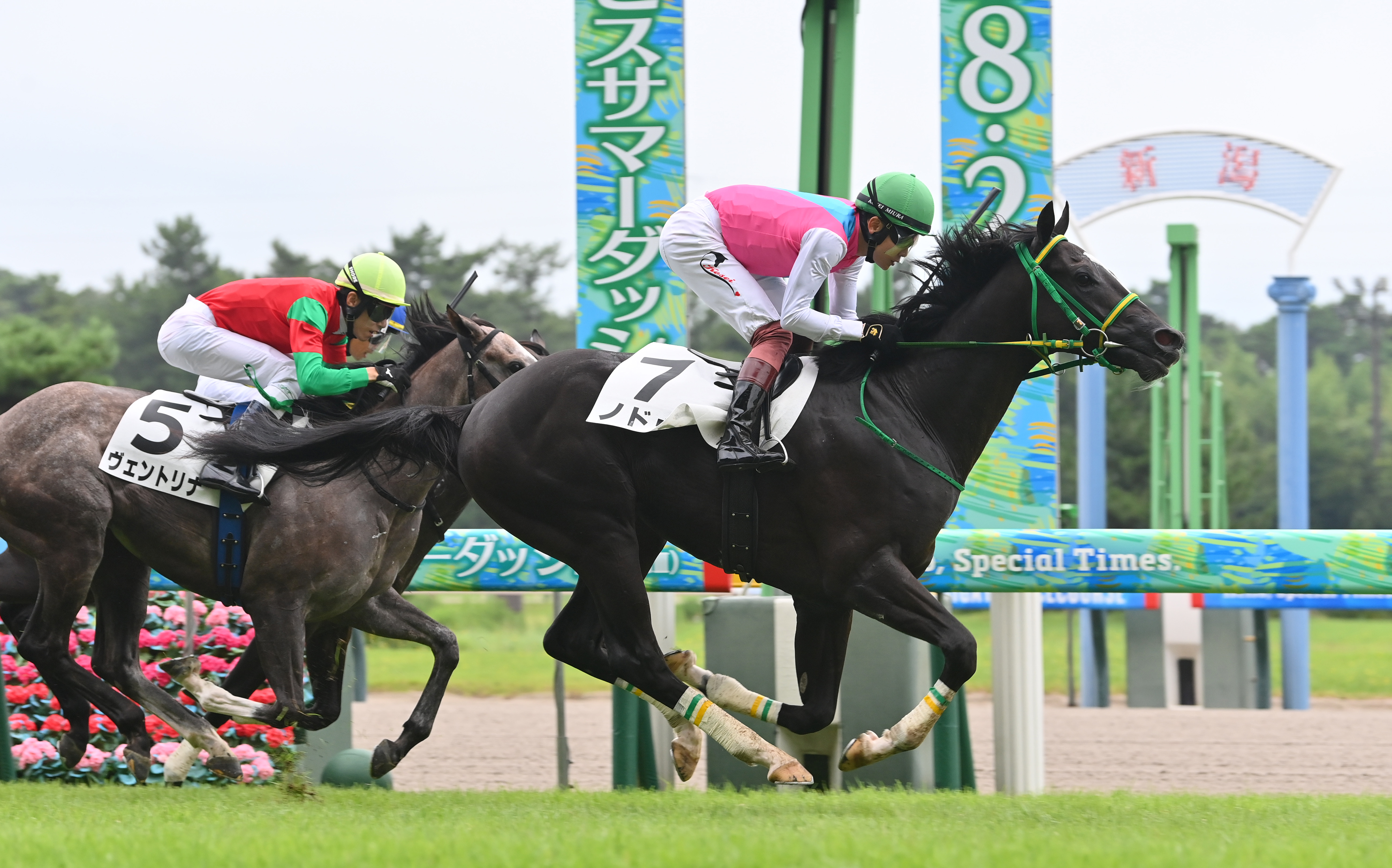 2歳未勝利・新潟1R】ノドゥスが新馬戦12着から鮮やか変身で初勝利！ 半