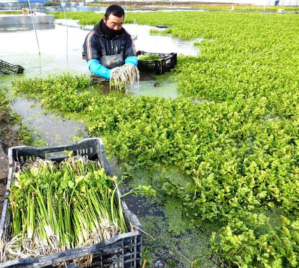 フード 食 旬 セリ 人気鍋支える故郷野菜 1 3ページ 産経ニュース