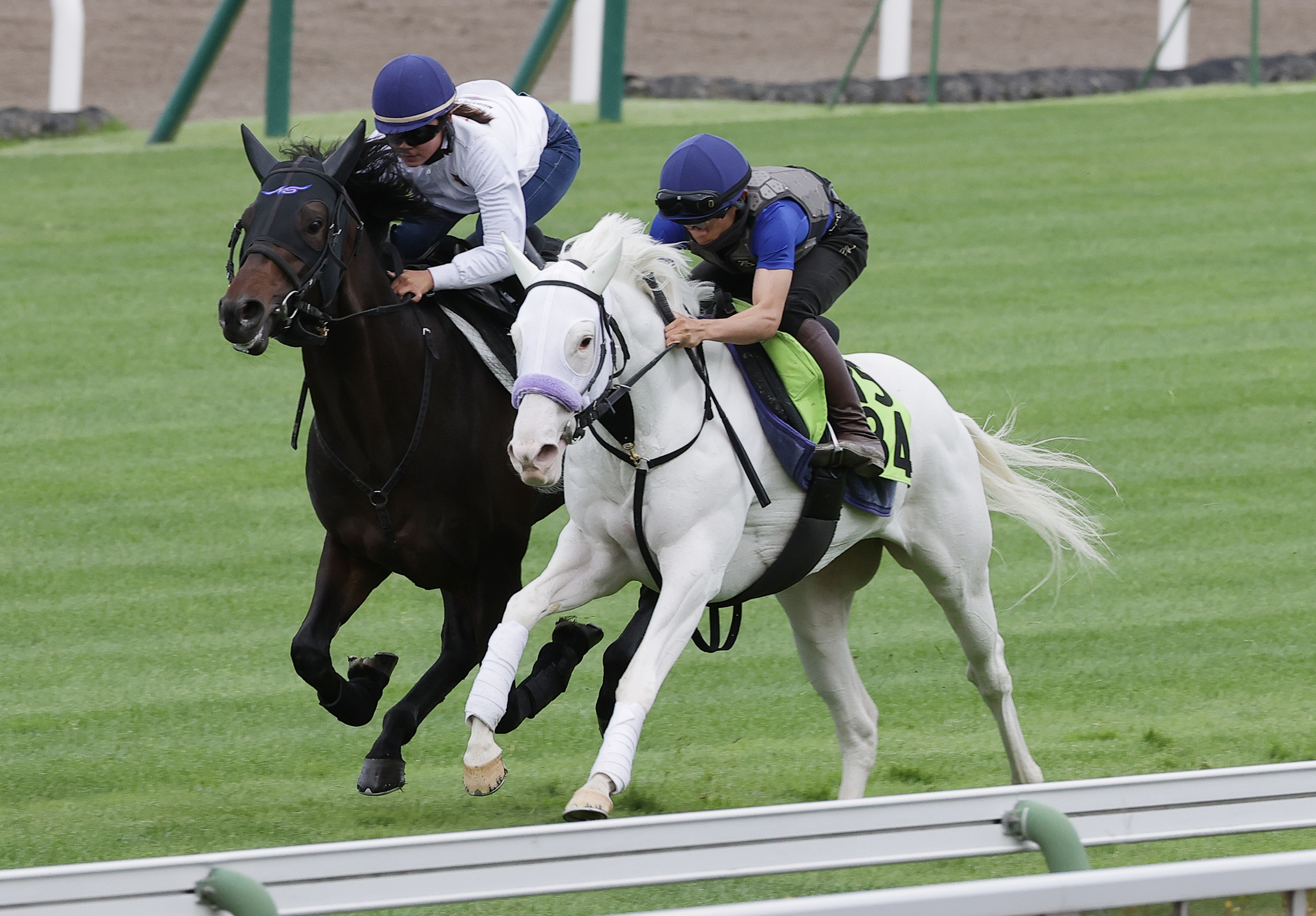 白毛馬スノーウィスパーは20日函館の芝1200メートルを佐々木大輔騎手で 