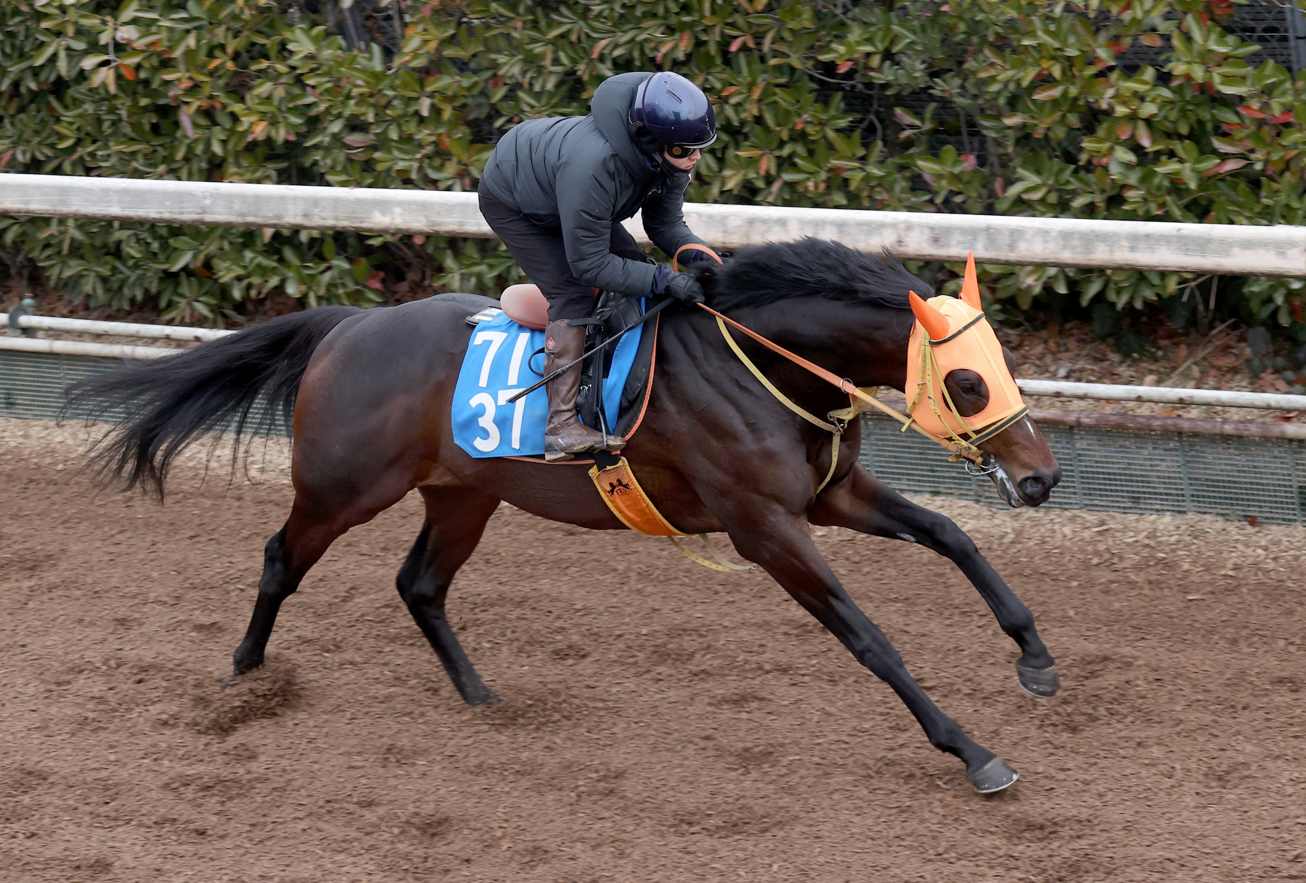 日経新春杯】“実りの4歳”ショナンラプンタが年長馬を相手に重賞初Vを狙う - サンスポZBAT!