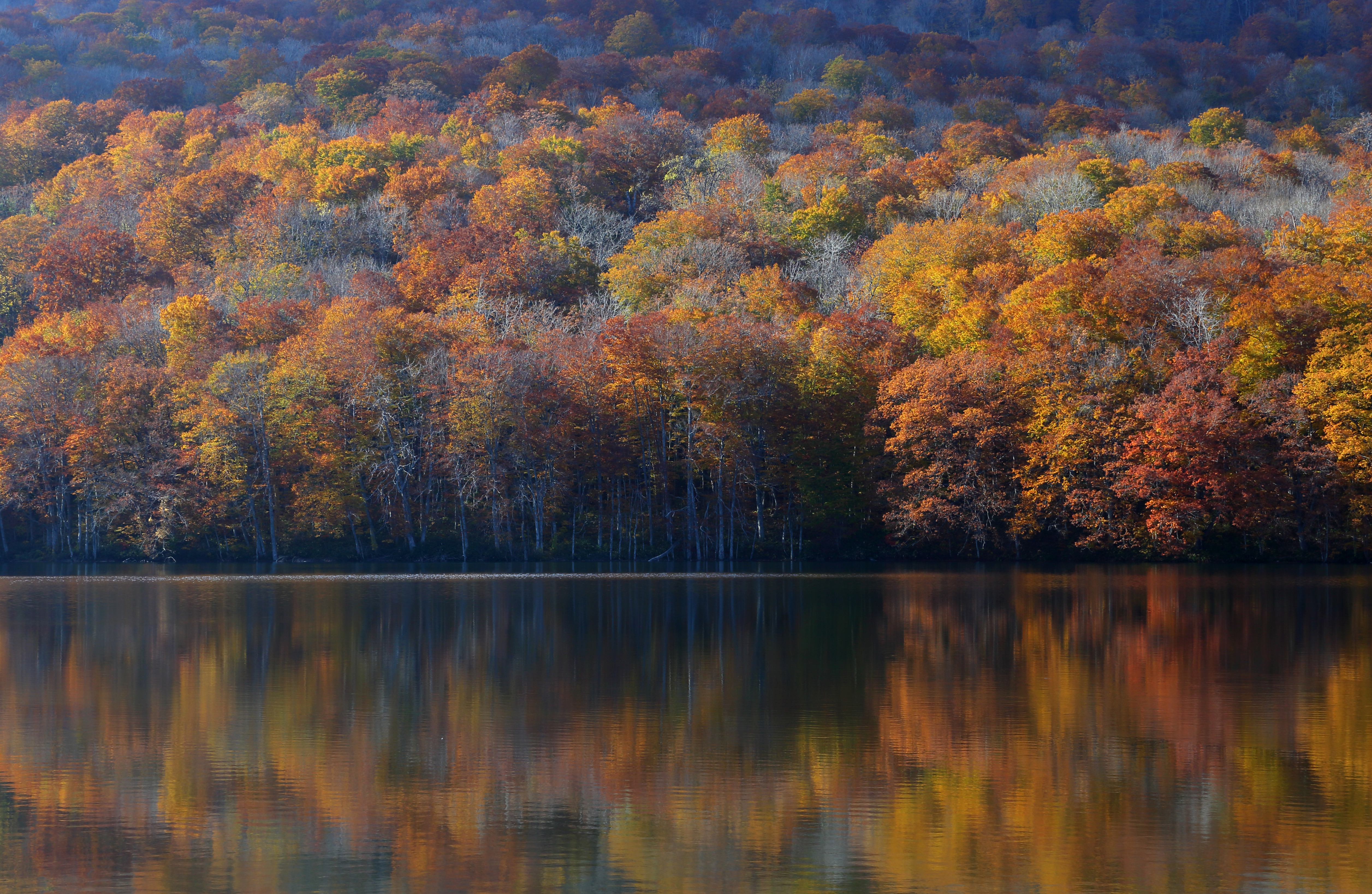 西山完瑛 青紅葉に瀧 西山完瑛 青紅葉に水鳥/NISHIYAMA KANEI | ギャラリー奏美庵