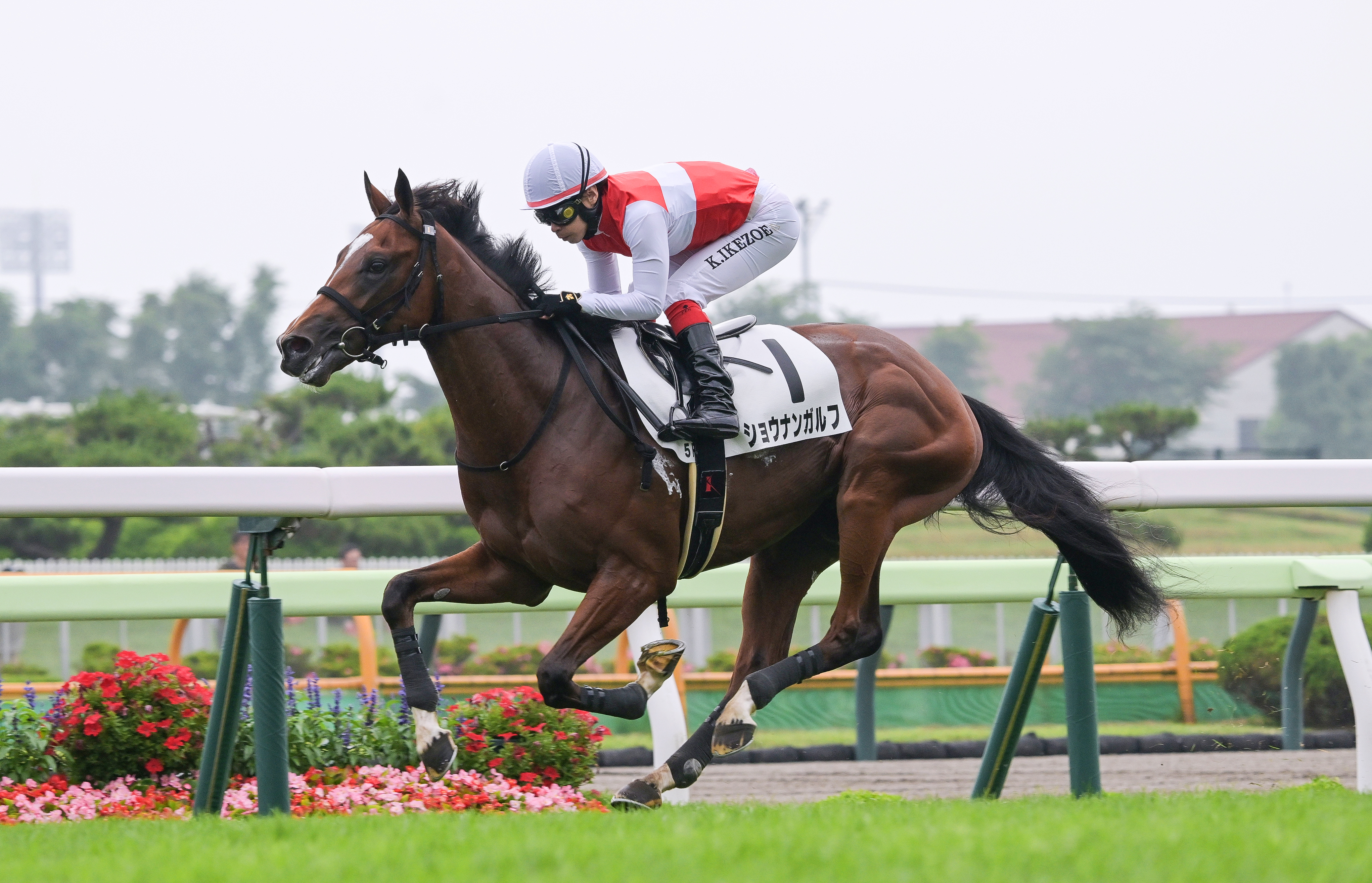 2歳新馬・函館5R】2・1億円馬ショウナンガルフが後続を突き放し7