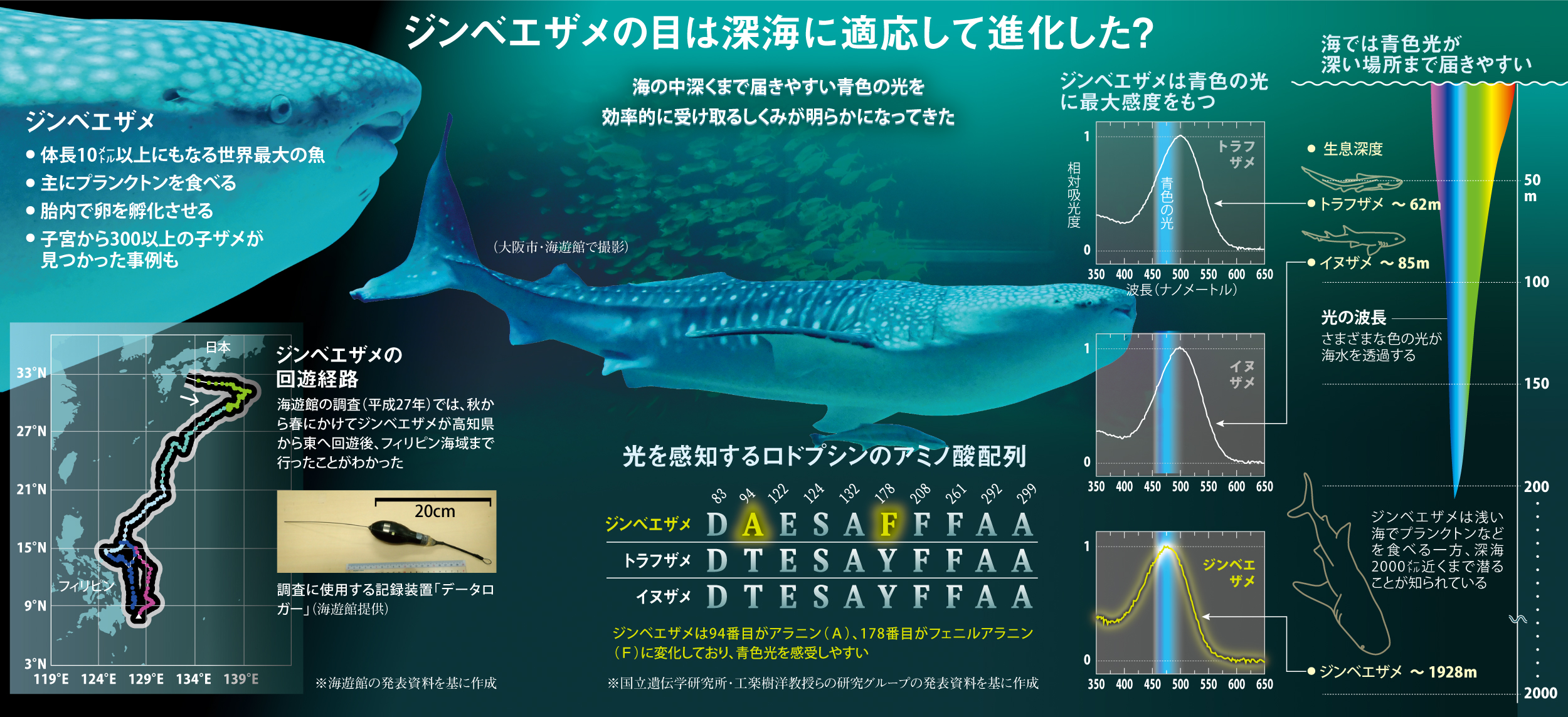 クローズアップ科学】世界最大の魚ジンベエザメが獲得した特殊な能力