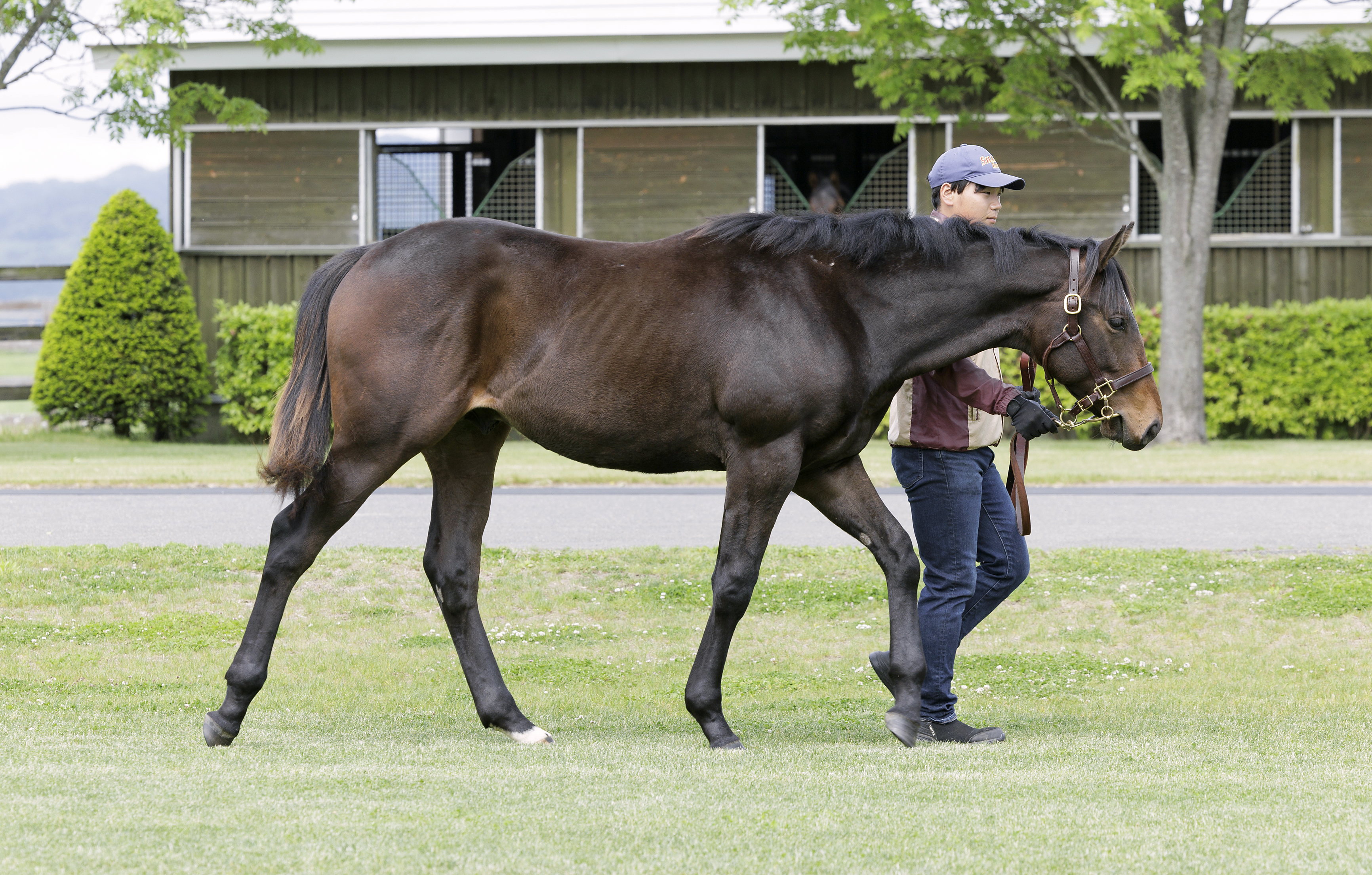 セレクトセール2023 注目馬紹介】③ブリックスアンド