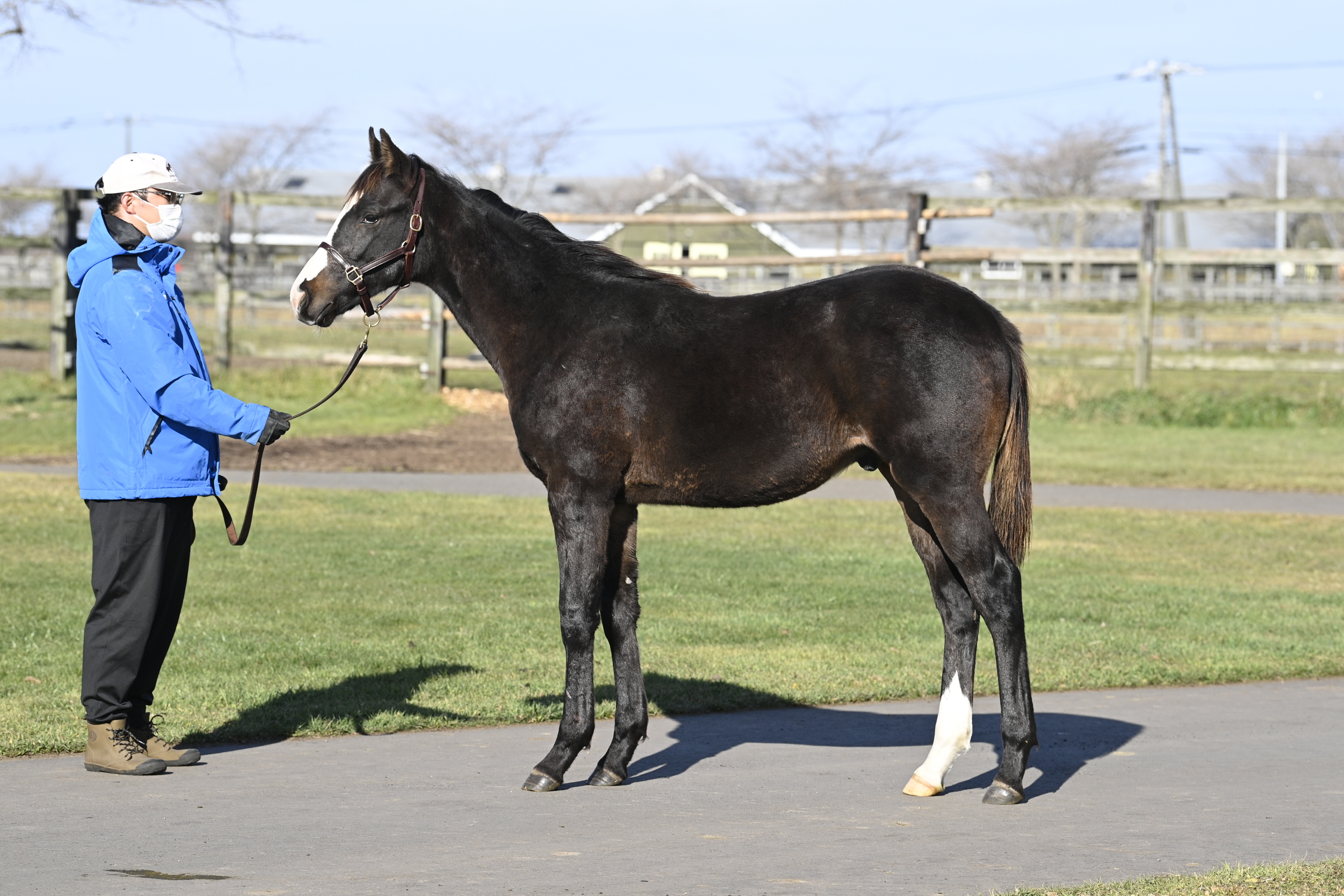 日本ダービー 北の国から生産馬にエール②】マスカレードボールを