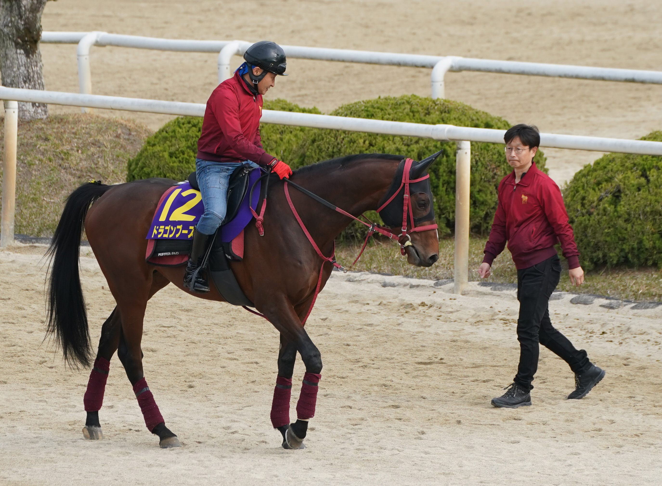 皐月賞】藤野健太調教師がドラゴンブーストでクラシック初挑戦「全能力