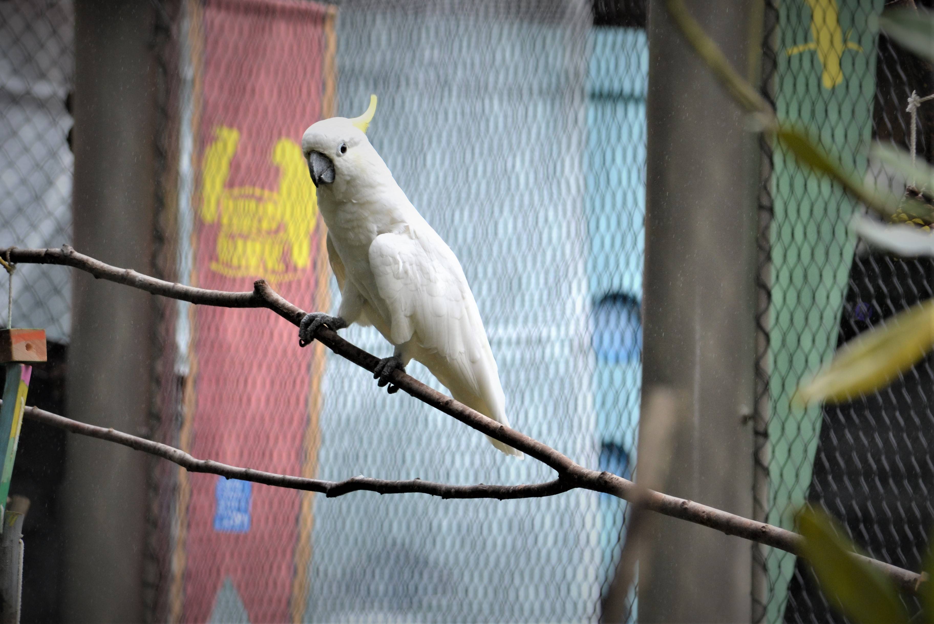 オウムとインコの バードパーク オープン 埼玉 狭山の智光山公園こども動物園 産経ニュース
