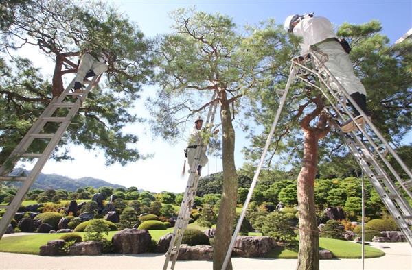 神管理 の技を間近に 島根 安来の足立美術館で赤松剪定始まる 産経ニュース