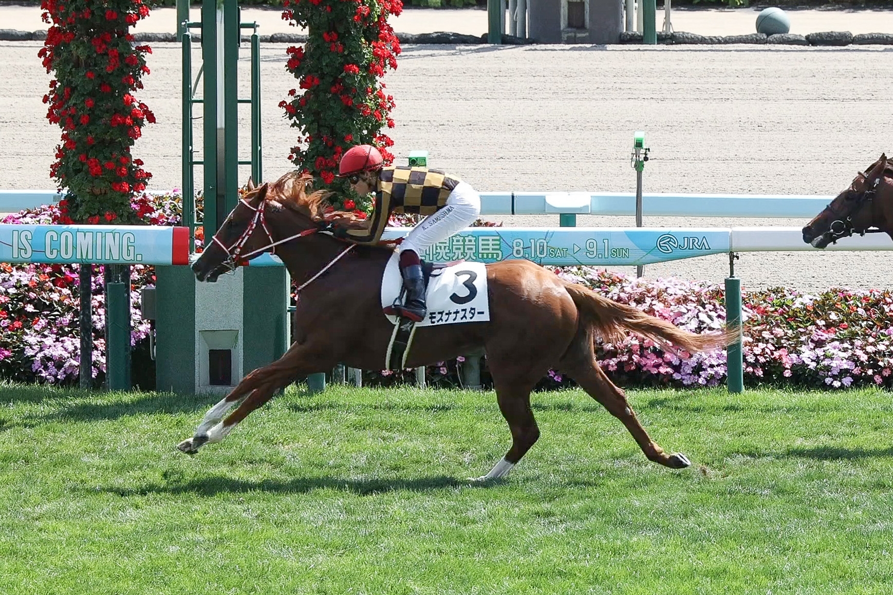 馬疾走　ゴットフライドマルタ 取寄品 ゴットフライド・マルタ ウィングラン 額付きポスター 馬