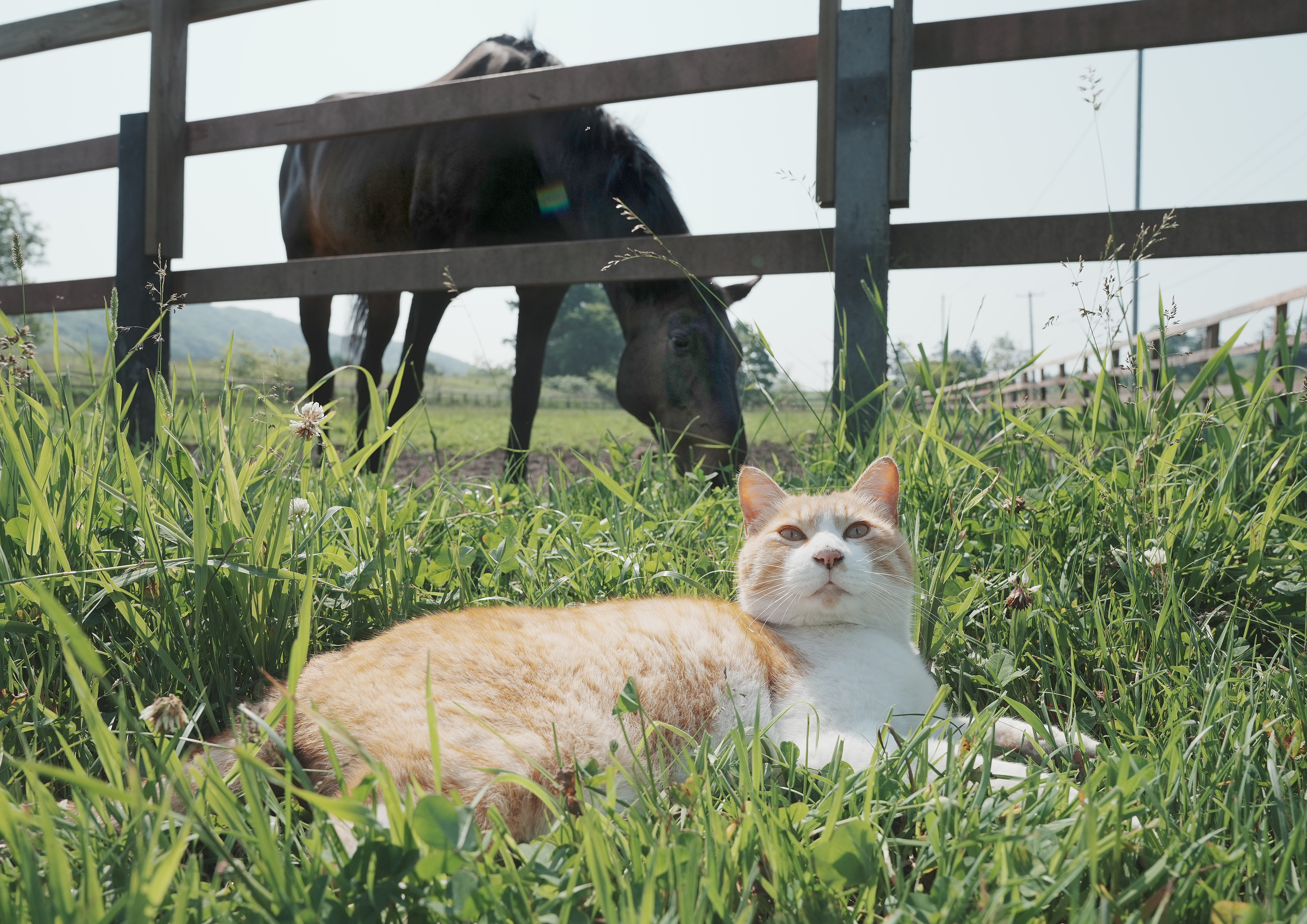 空と馬とメト 牧場の守り猫 メイショウドトウ、ネコパンチが暮らす