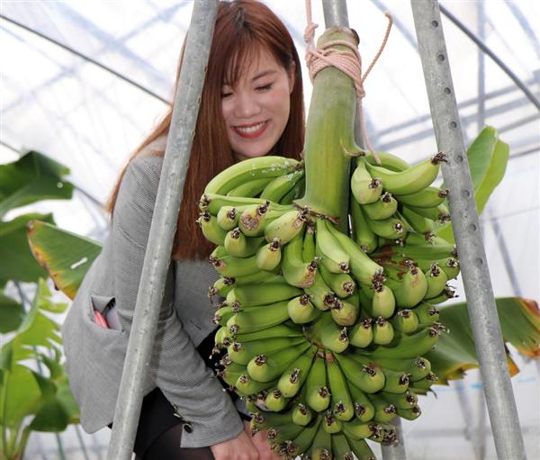 岡山産1本千円の高級バナナが本格デビュー 高い糖度と濃厚な味（1/2