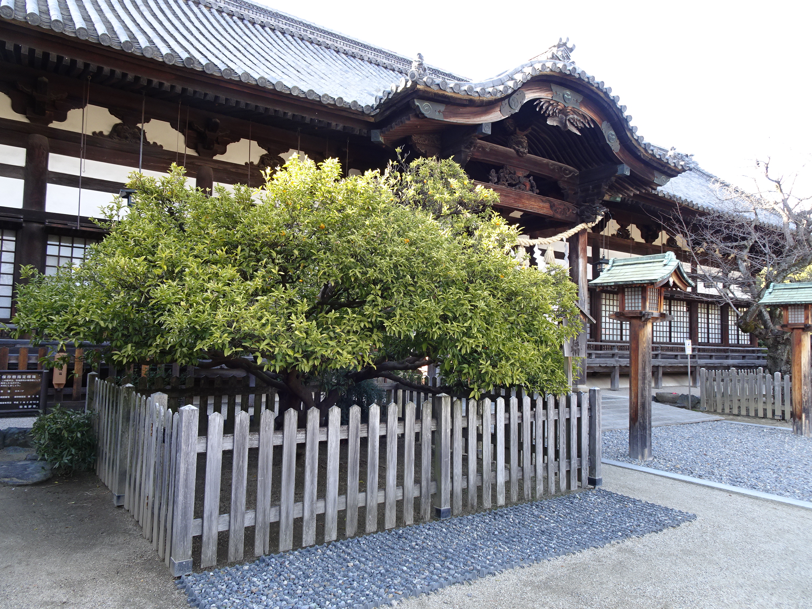 1300年前の香り 「橘」が彩る大阪・羽曳野 苗木3千本で地域づくり