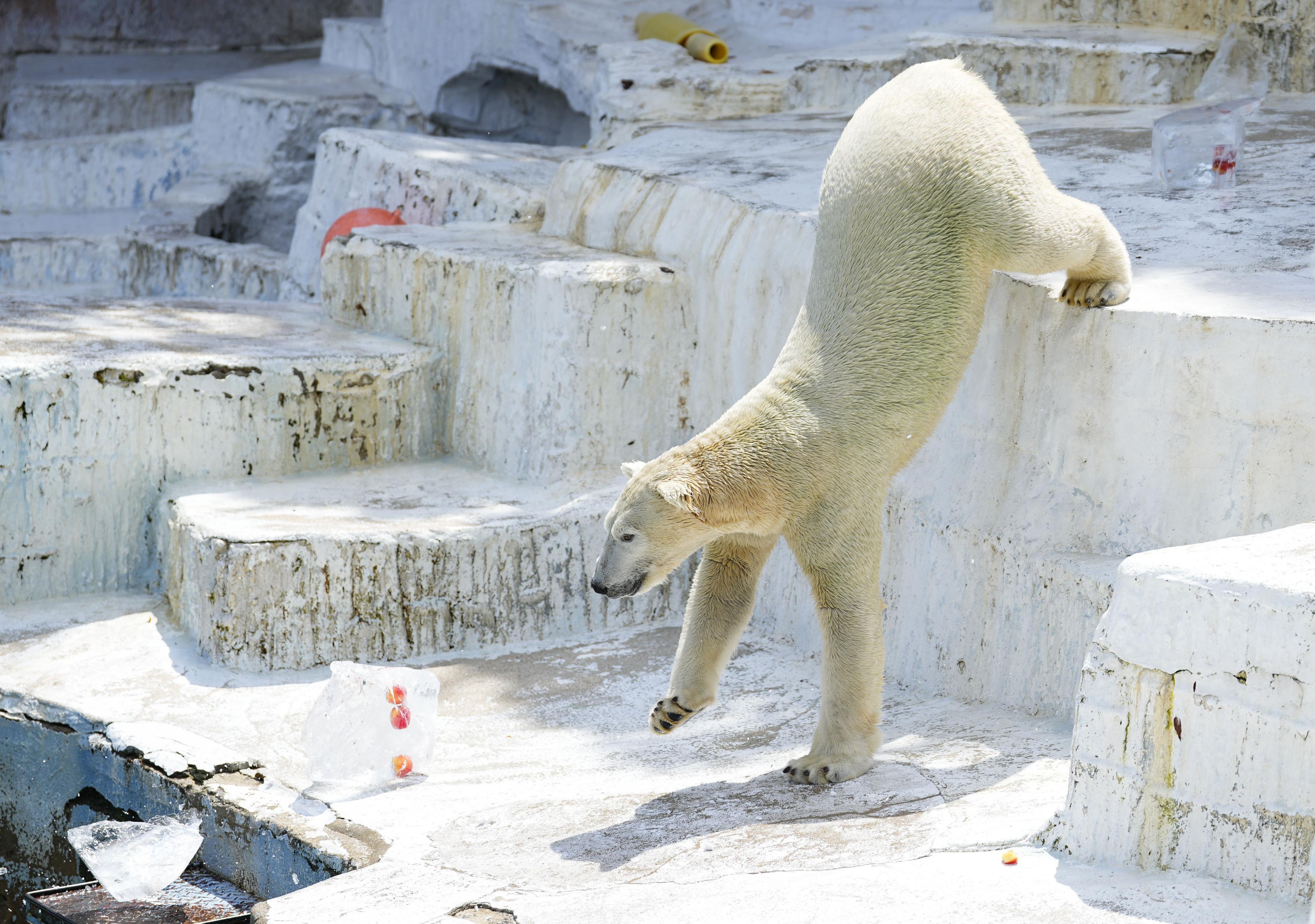 ホッキョクグマ「ホウちゃん」に氷のプレゼント 大阪・天王寺動物園