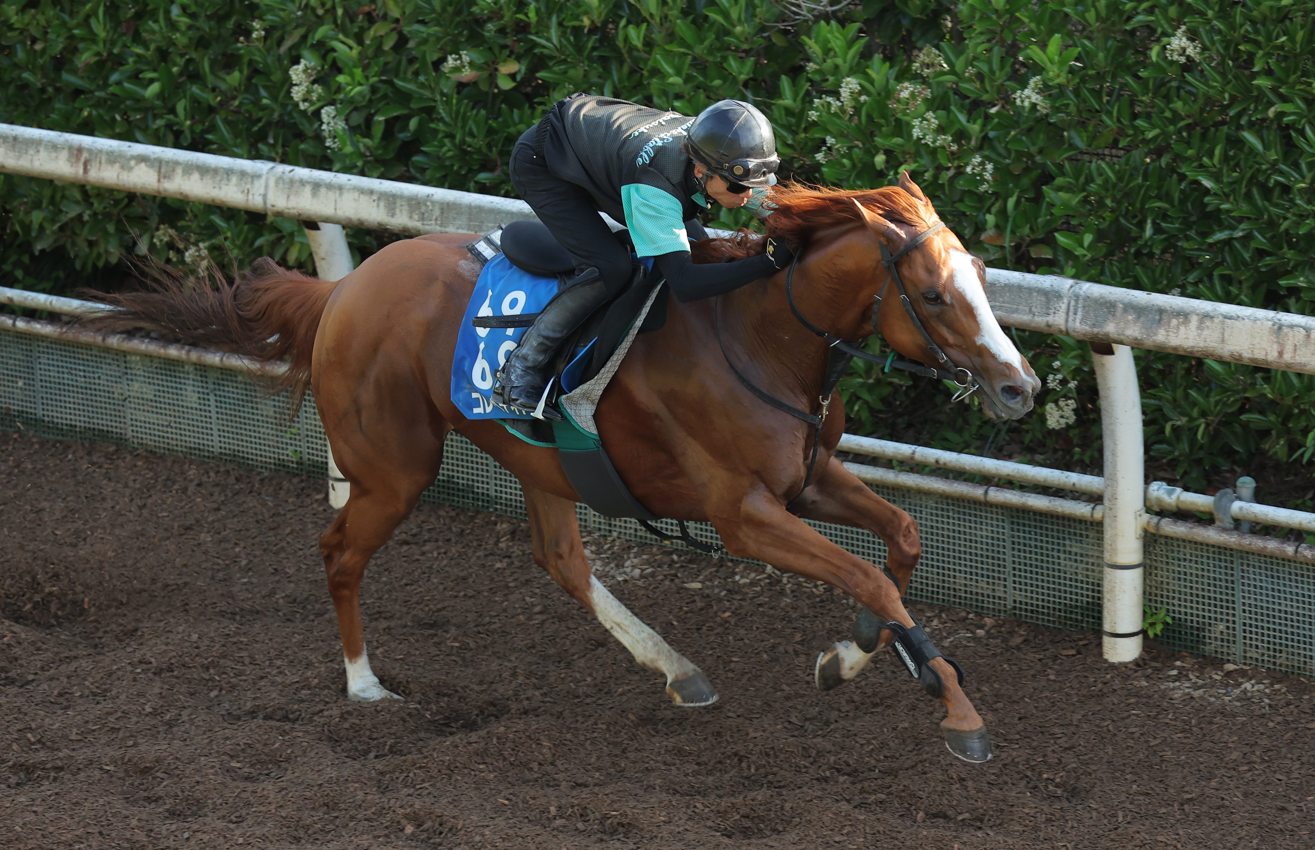 しらさぎS】追って一言 - サンスポZBAT!