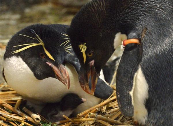世界初の快挙か！大阪・海遊館の絶滅危惧ペンギン人工授精、待望のヒナ