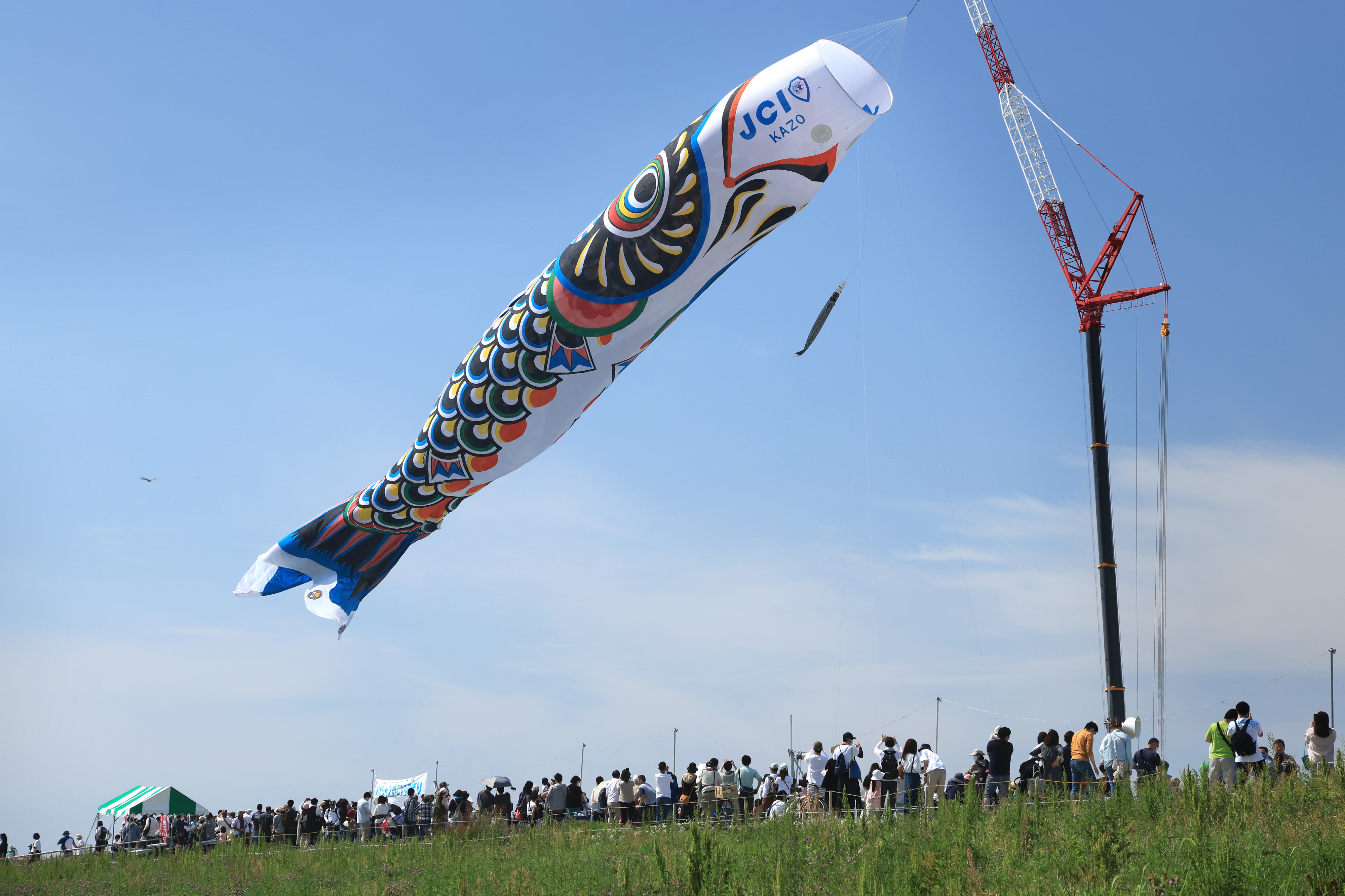 動画】【フォト＆動画】100mこいのぼり、青空を悠々と 埼玉・加須