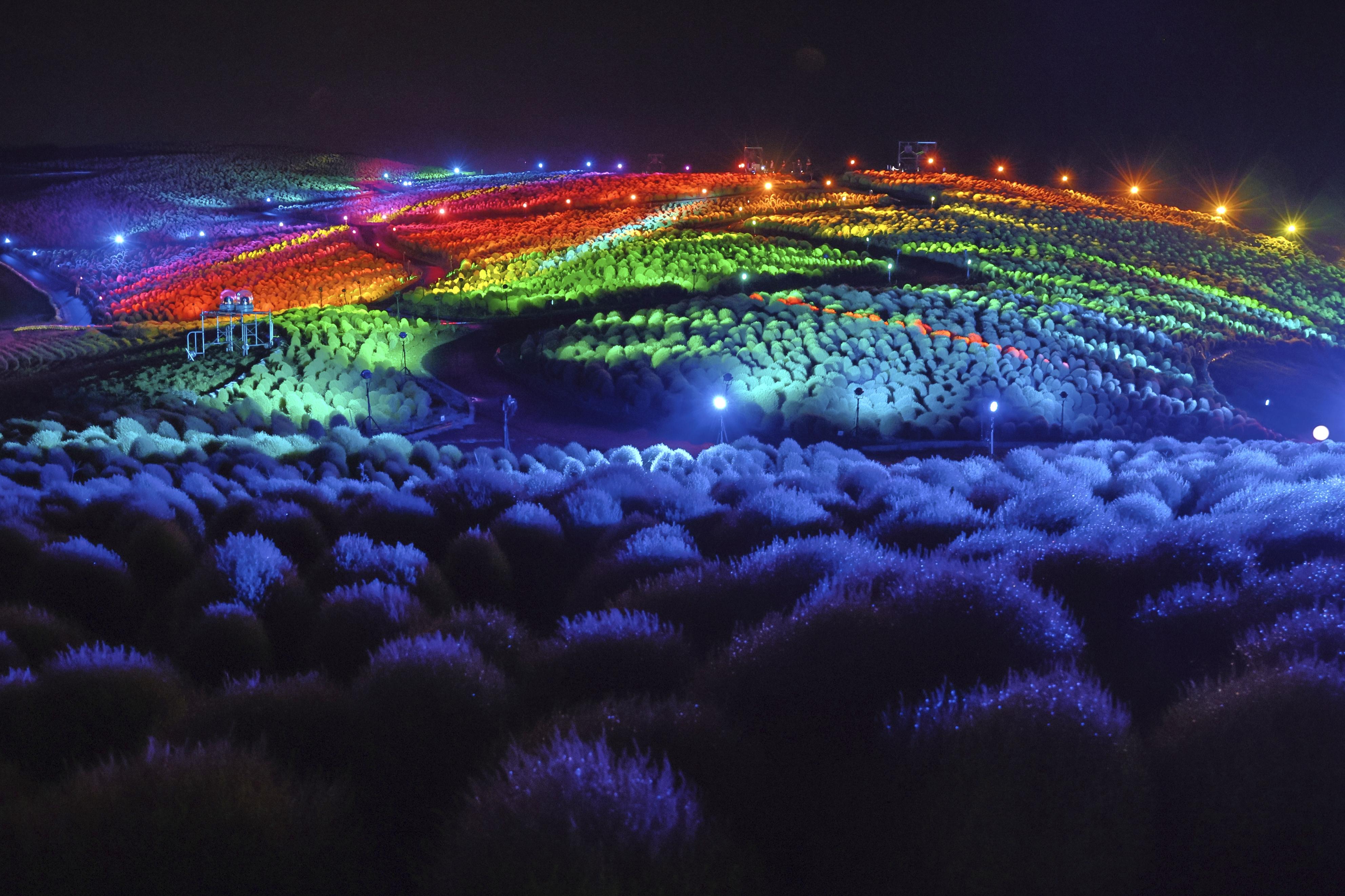 虹色のコキア、夜きらめく 茨城・ひたち海浜公園でライトアップ - 産経