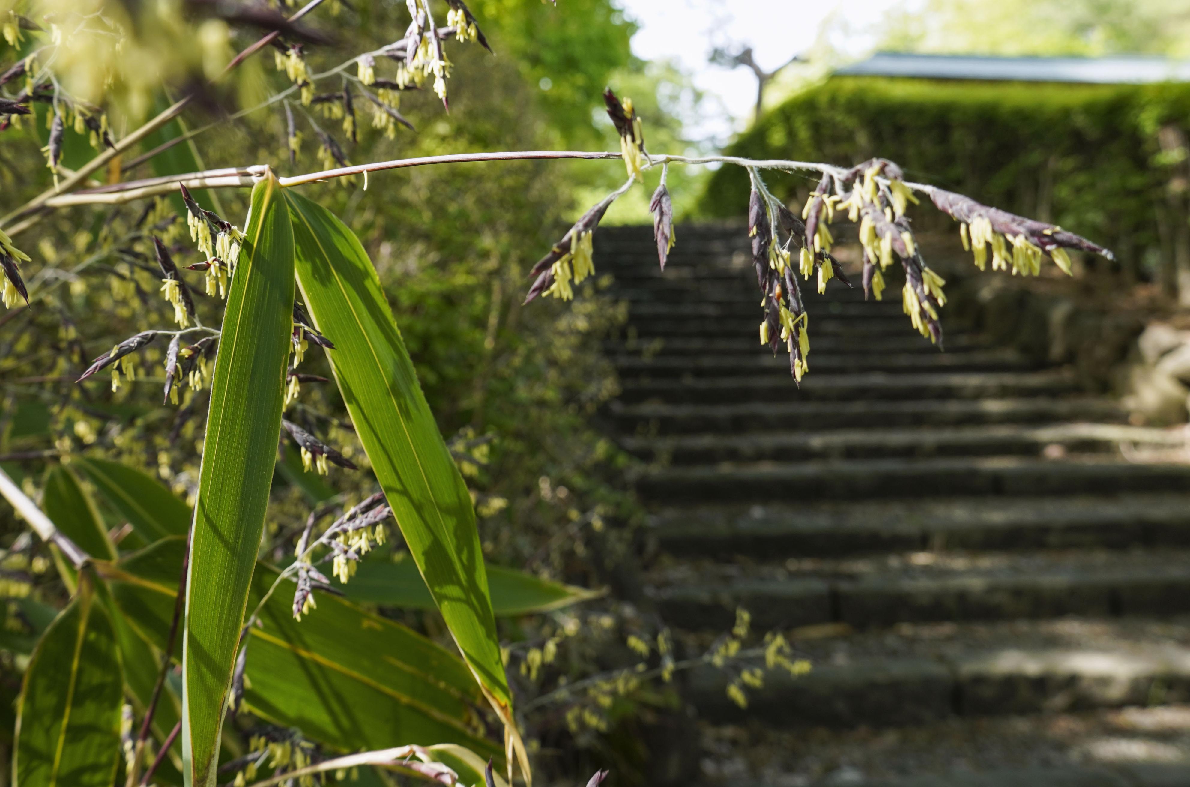 １２０年に１度 の光景 秋田市でスズタケ開花 産経ニュース