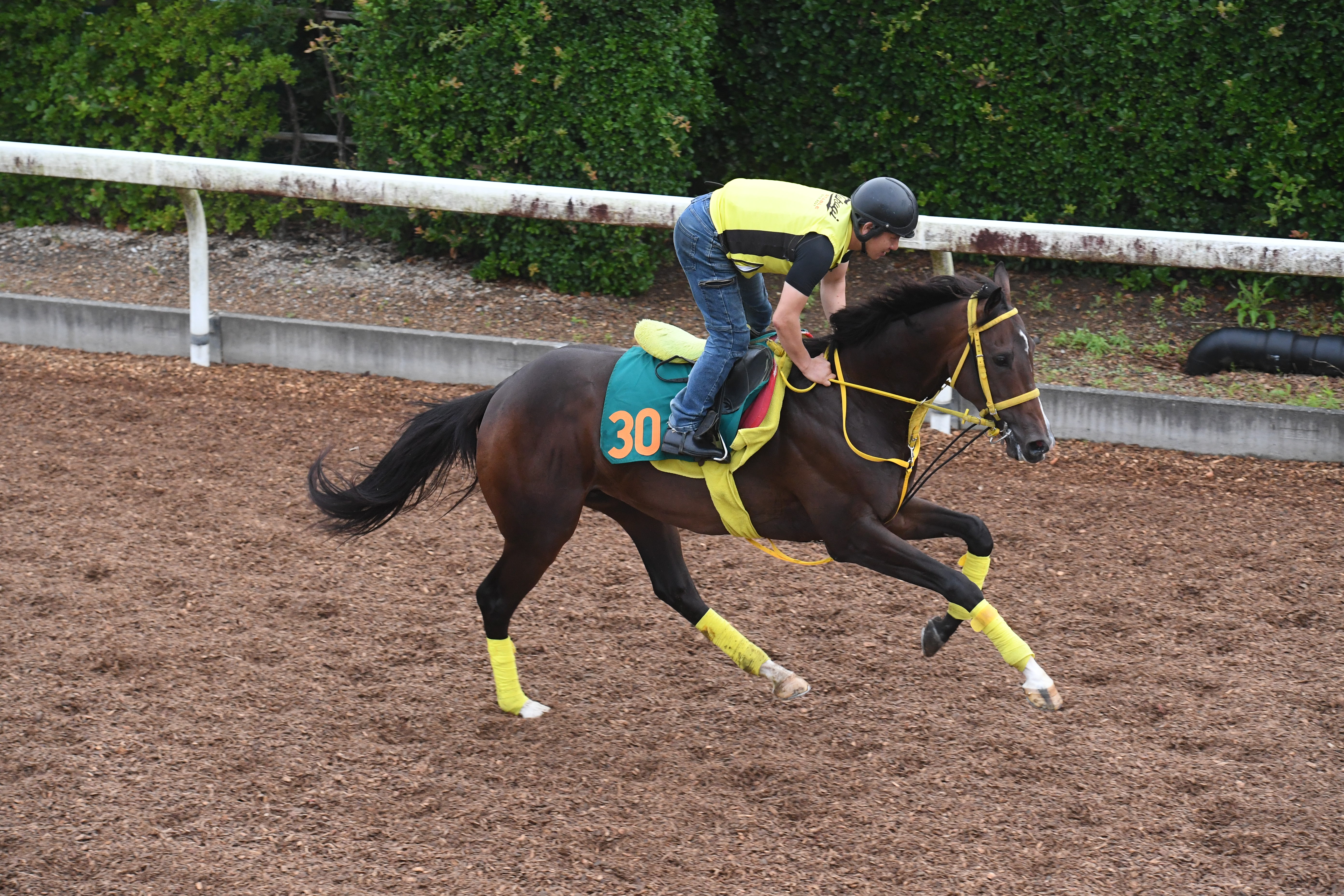 今日の注目新馬】動き際立つゴールドテソーロ 高木師「まだ緩いけど