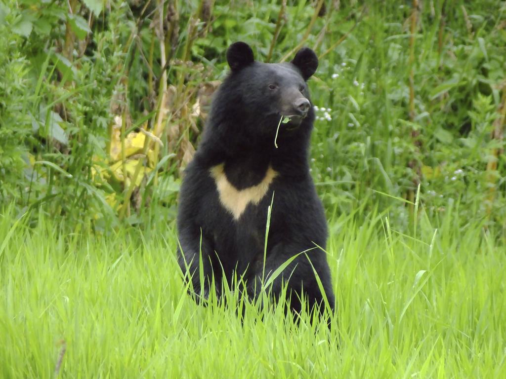 クマ捕殺最多、５０００頭超 分布拡大、餌不足や暖冬も - 産経ニュース