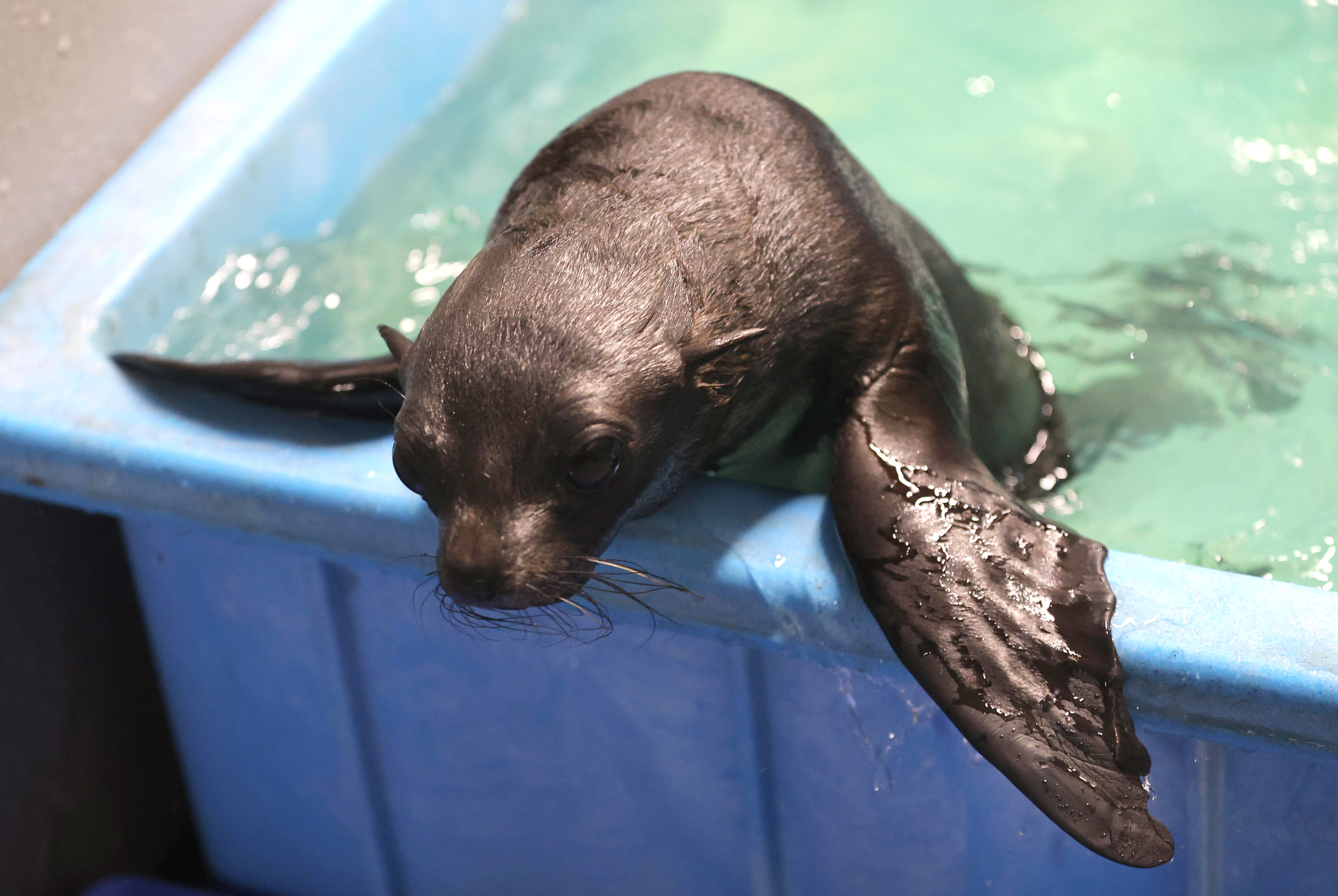 オットセイの赤ちゃんを「ちのわ」に命名 京都水族館「すこやかに育っ