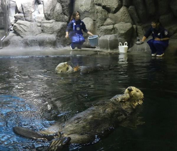 ラッコさん 長生きしてね」 神戸・須磨海浜水族園 高齢２匹に伊勢エビ