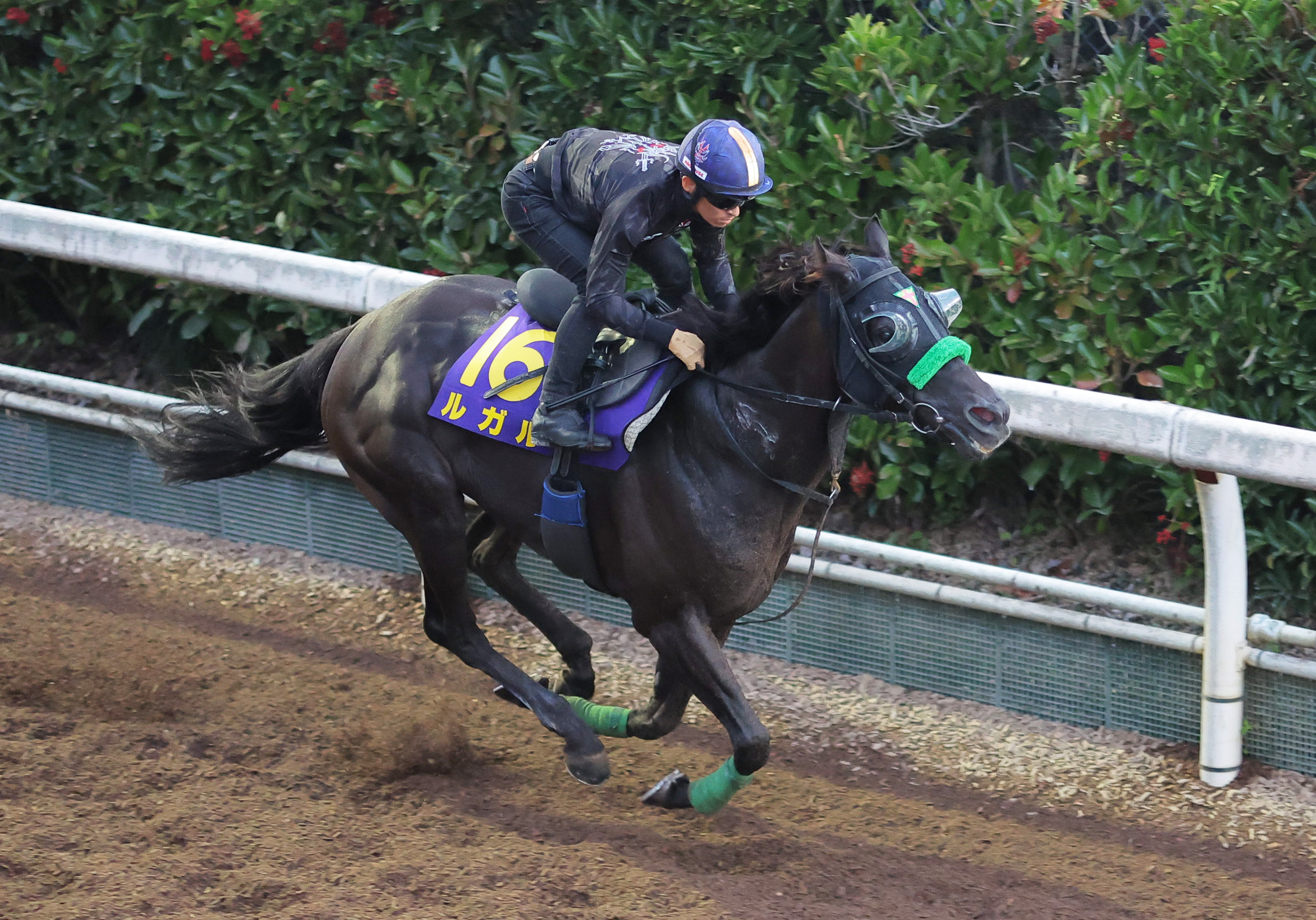 スプリンターズS 1週前追い切り】ルガル連覇へド迫力追い！ ラスト11秒