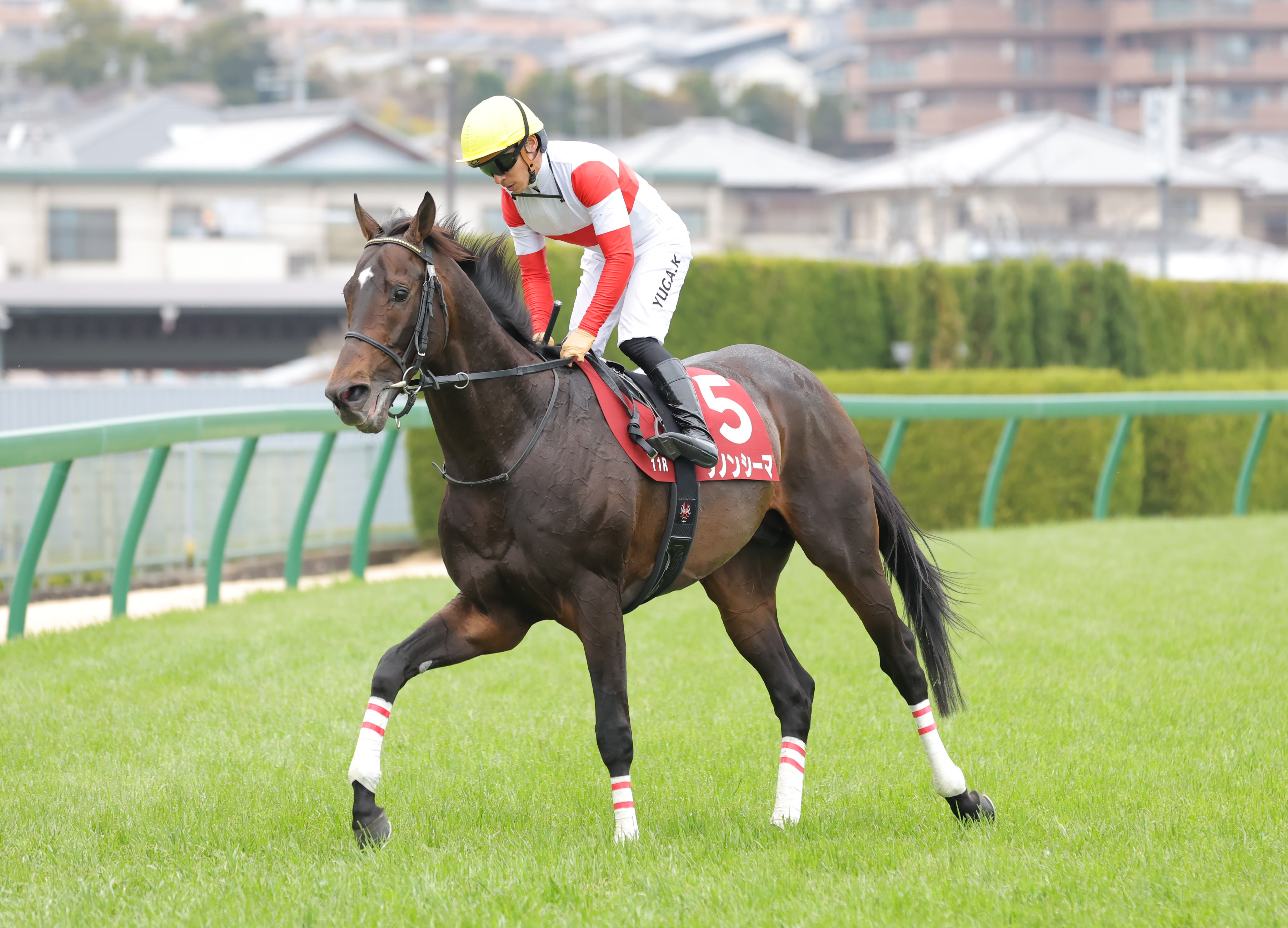 阪神大賞典】ダノンシーマ3連勝でストップ3着 川田将雅騎手
