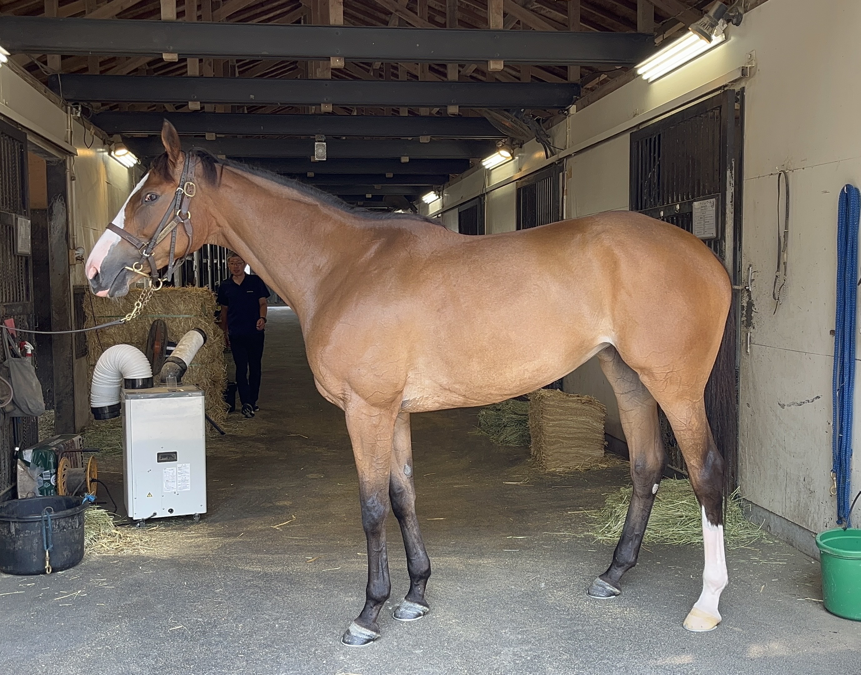 CHALLENGER 馬 コットン イングリッシュ キルト サドル ハーフパッド 補正ウィザー リリーフ Ombre72167 CHALLENGER 馬 コットン イングリッシュ キルト サドル ハーフパッド
