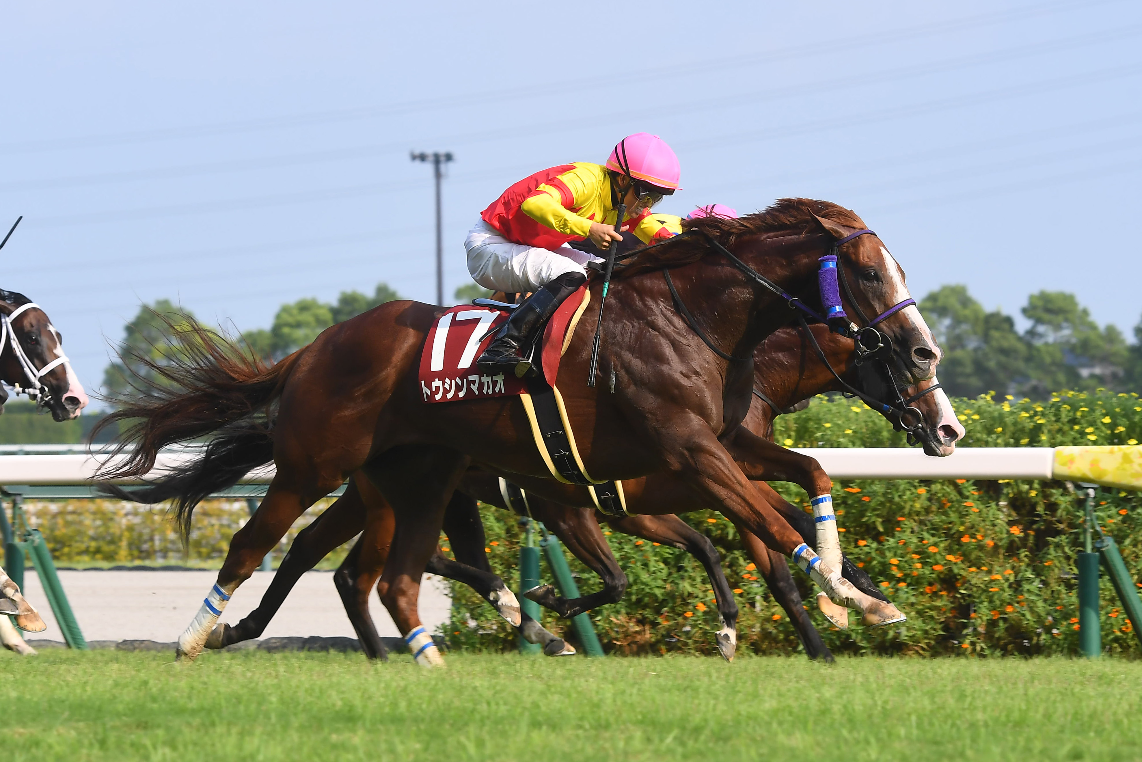 高松宮記念4着トウシンマカオは京王杯SCへ - サンスポZBAT!